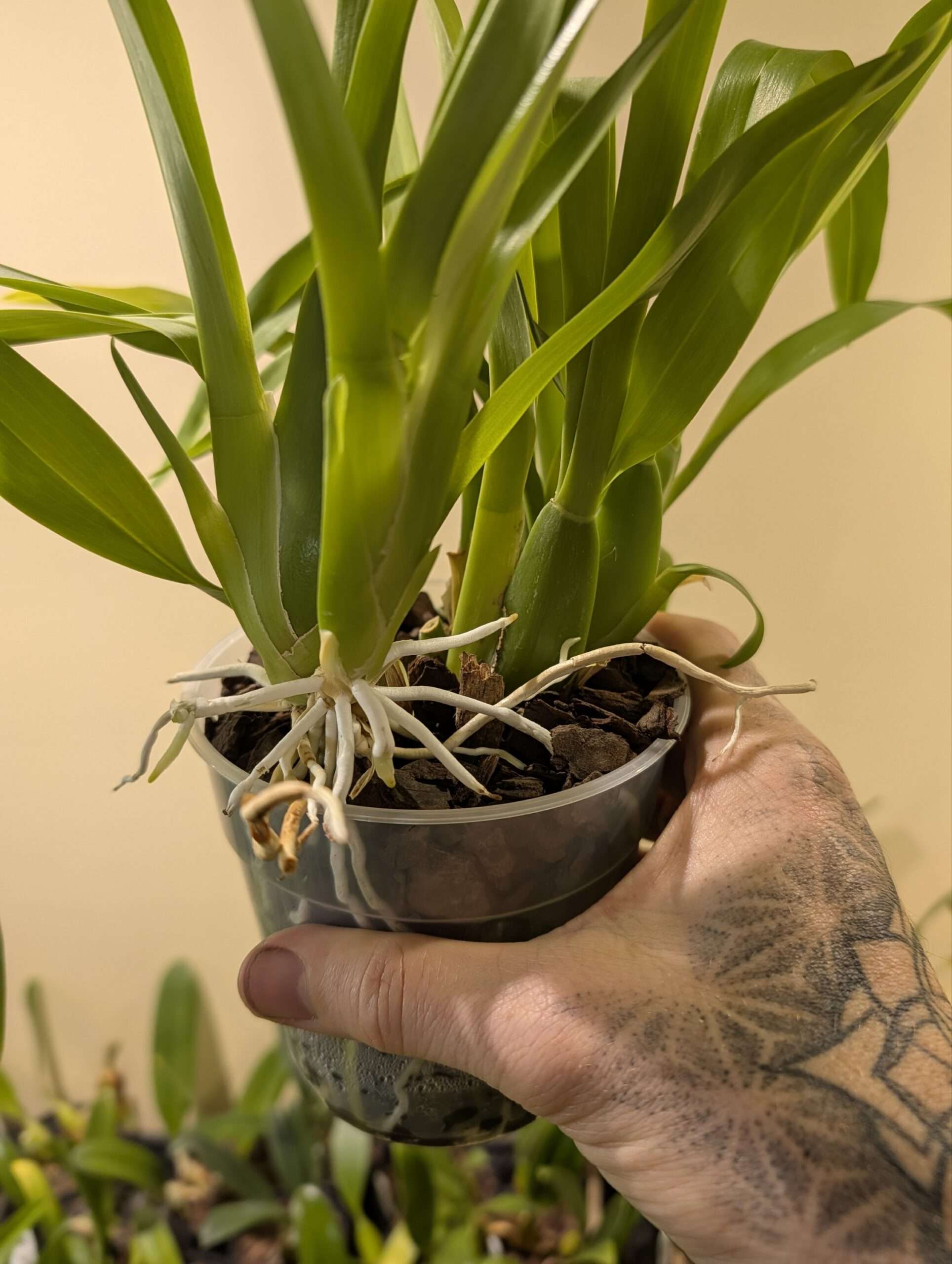 Brassia Rex - Image 2