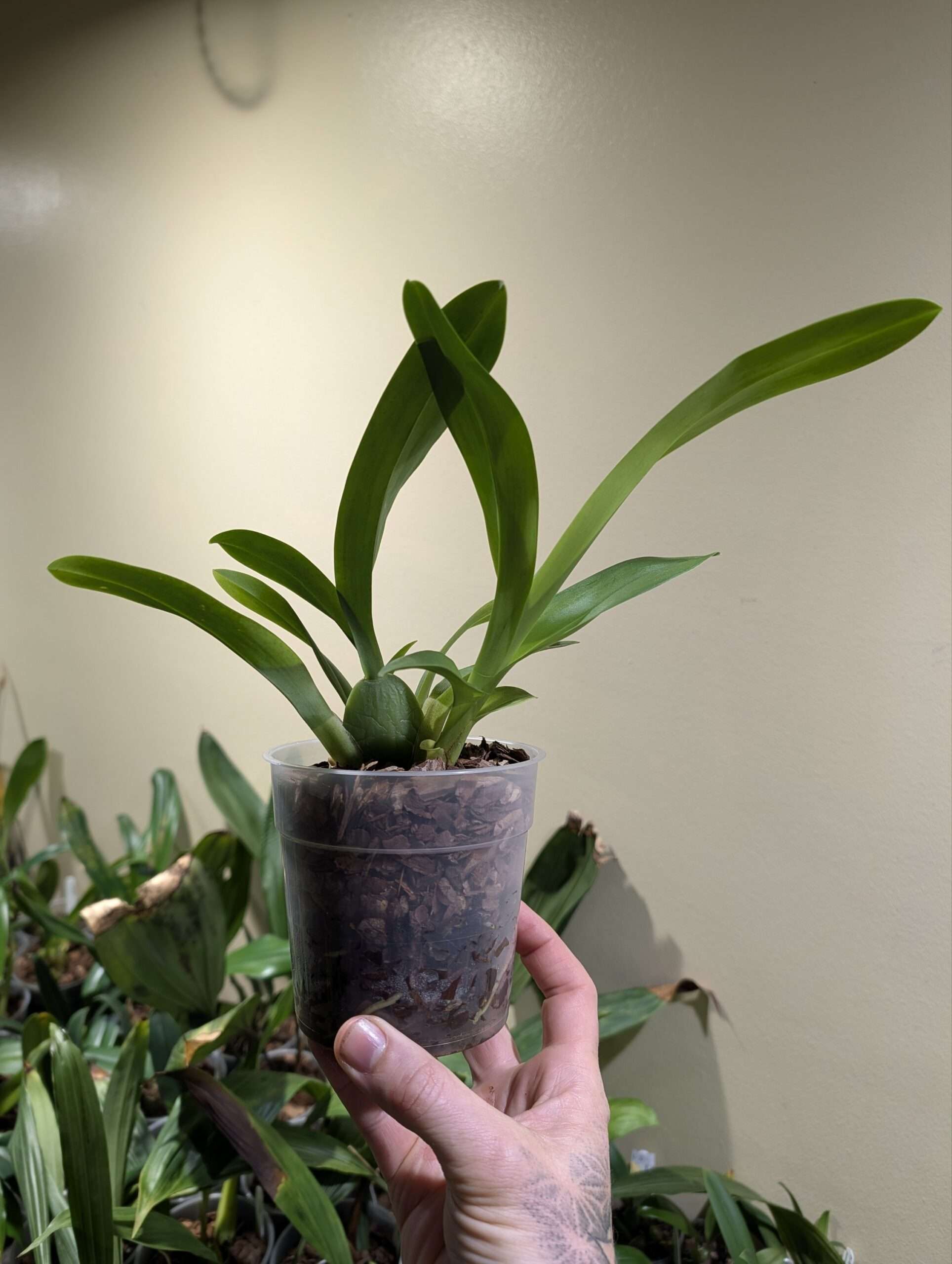 Oncidium Guam Shin Sakura - Image 2