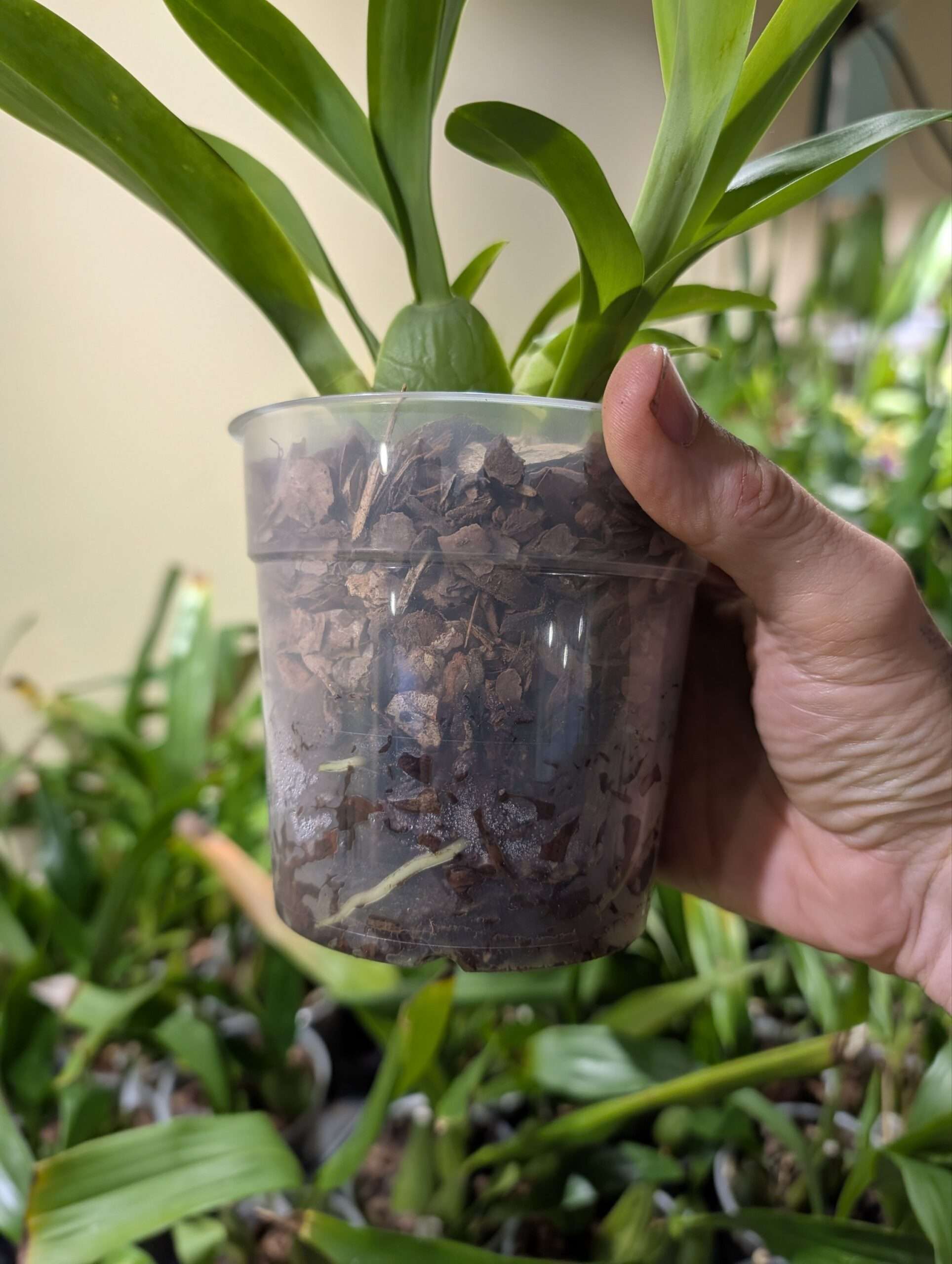 Oncidium Guam Shin Sakura - Image 3