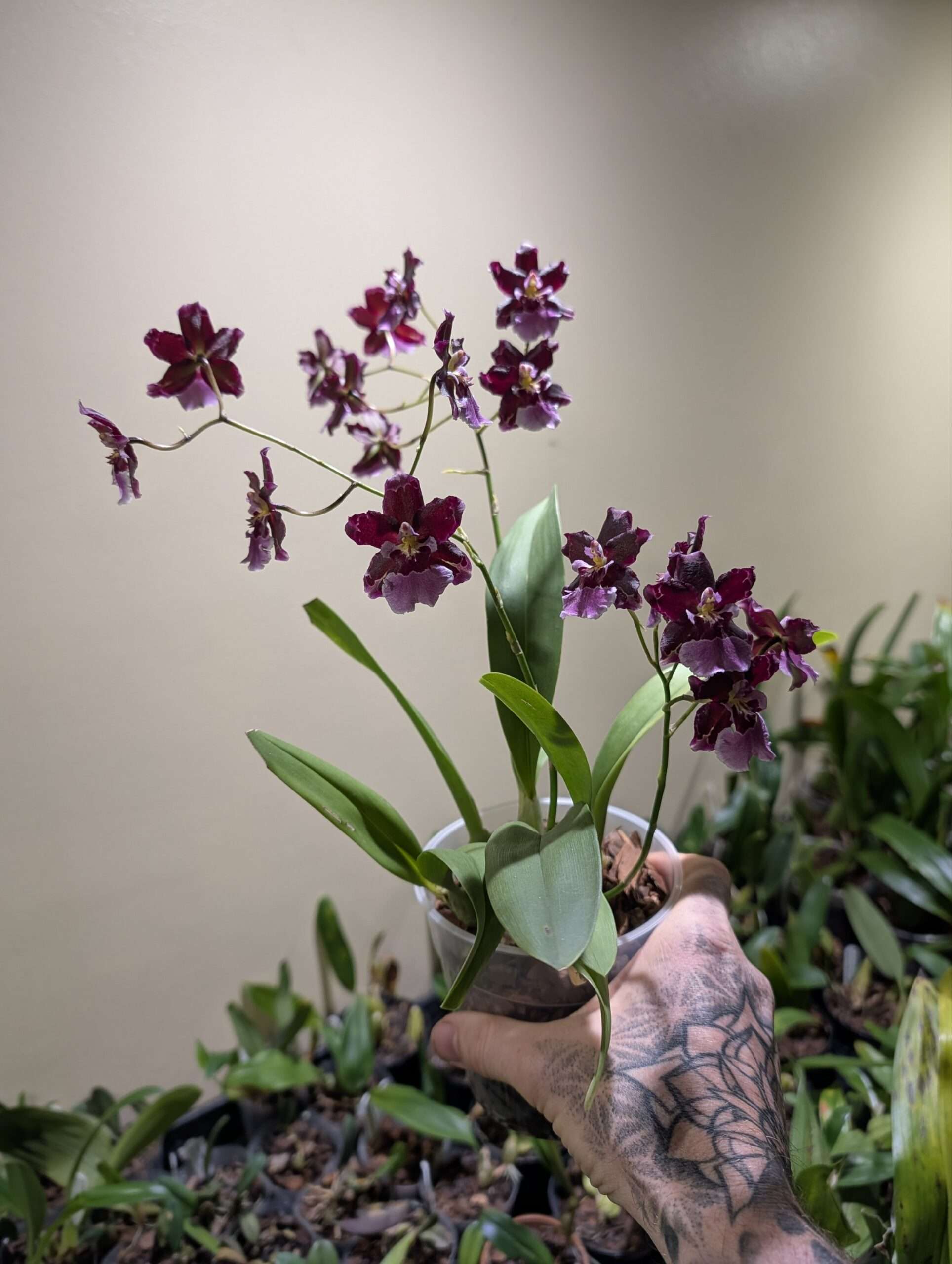 Oncidium Guam Shin Sakura - Image 4