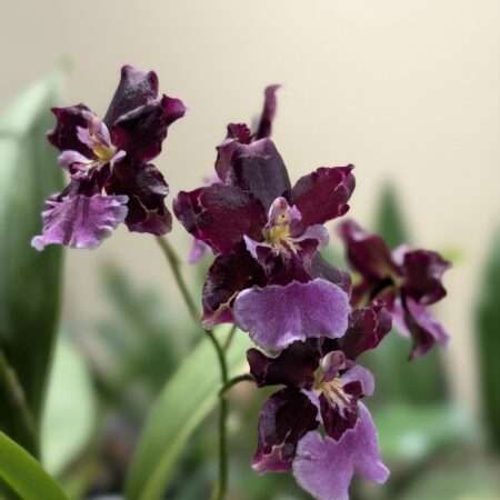 Oncidium Guam Shin Sakura