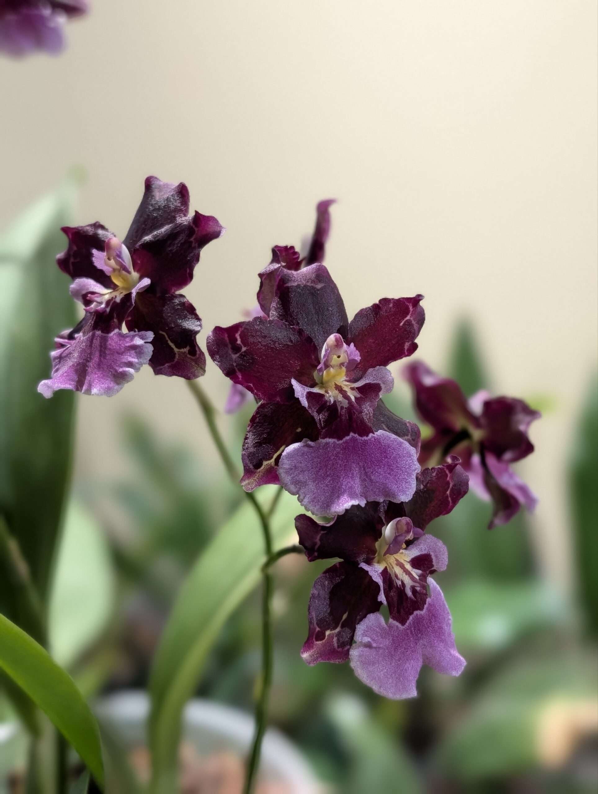 Oncidium Guam Shin Sakura