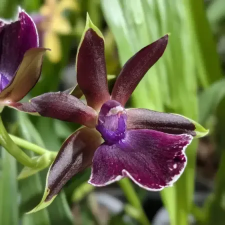 zygopetalum