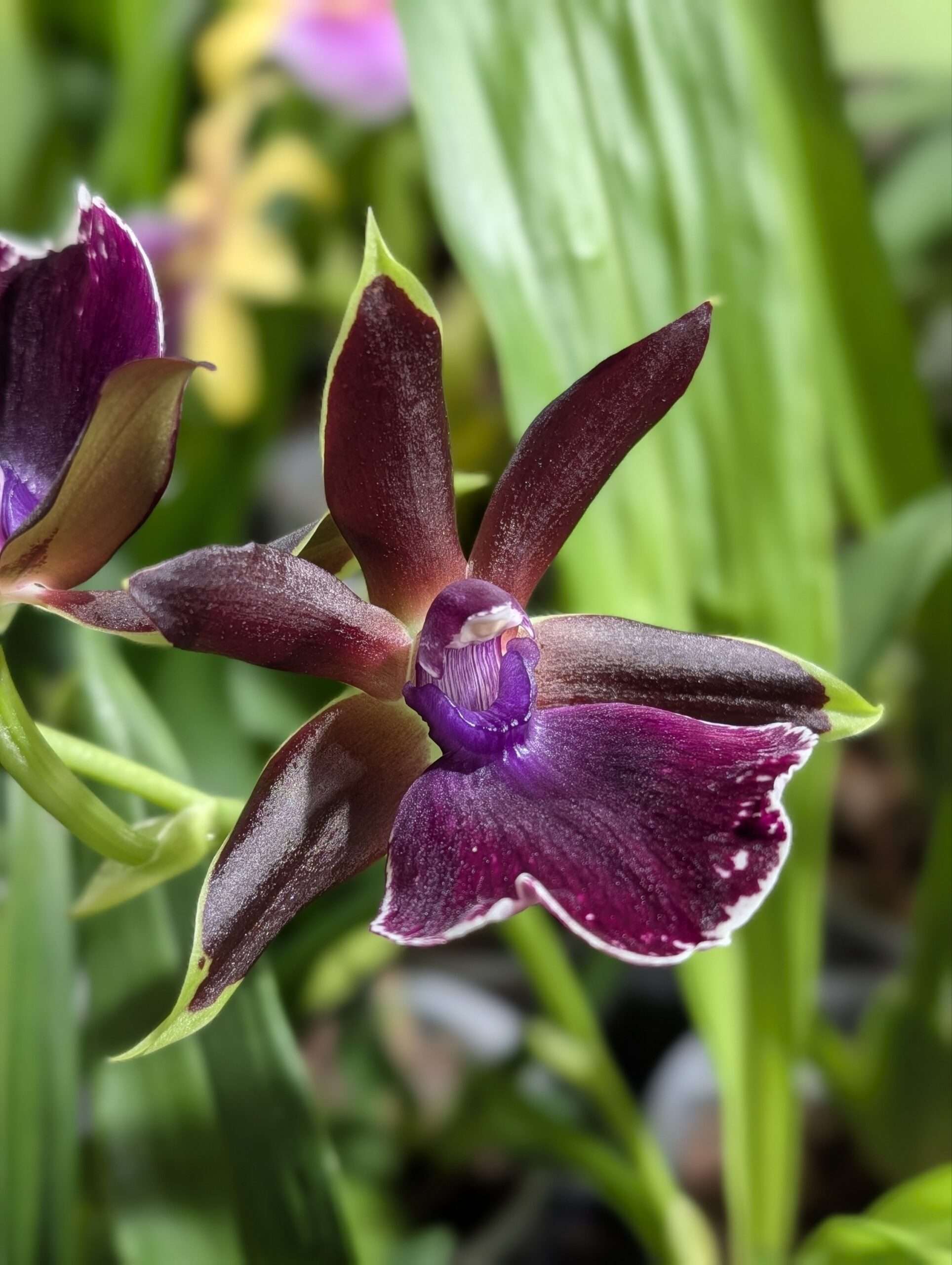 Zygopetalum Louisendorf - Image 2