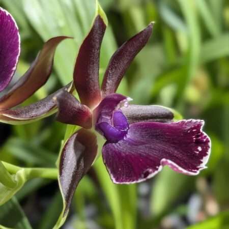 Zygopetalum Louisendorf