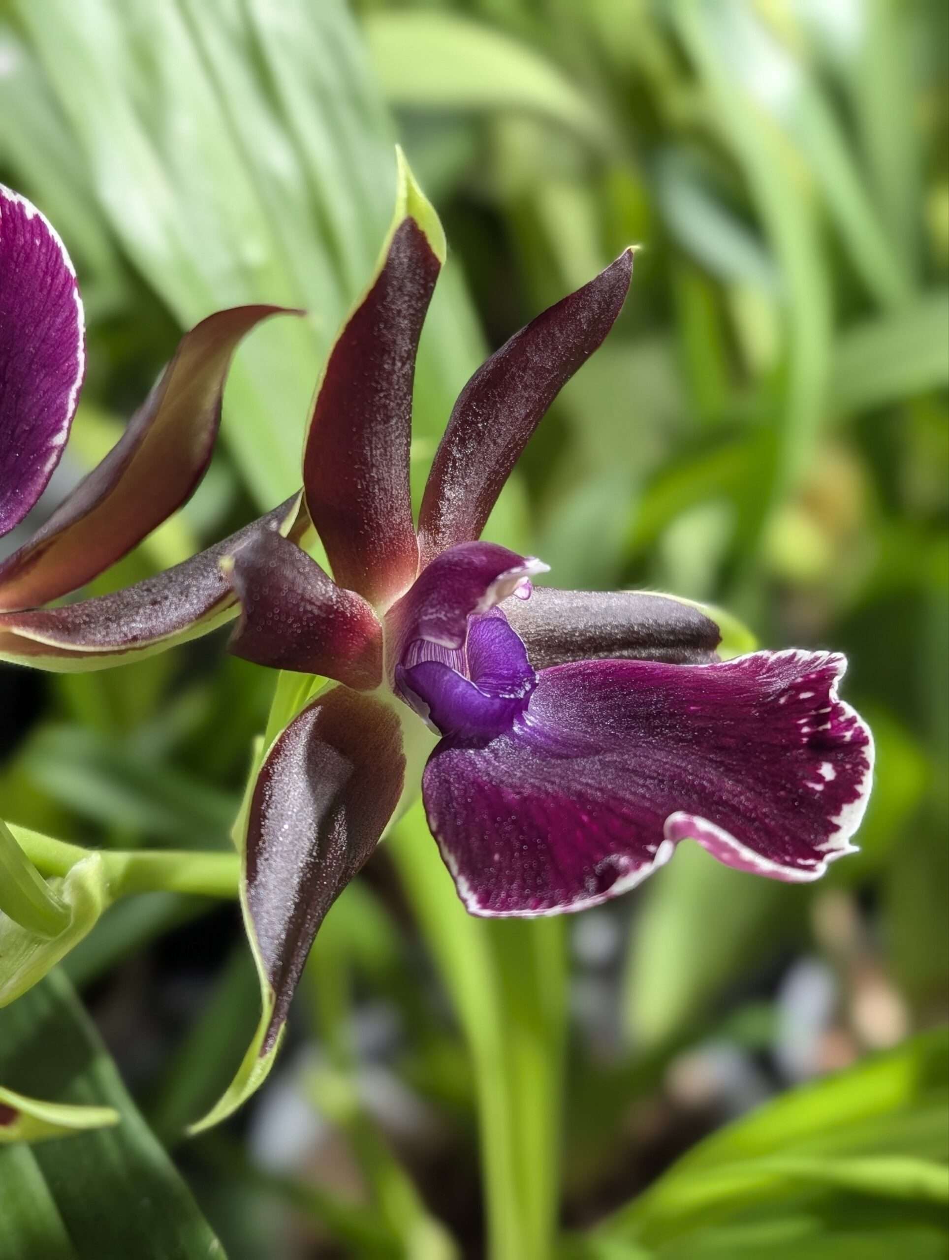 Zygopetalum Louisendorf
