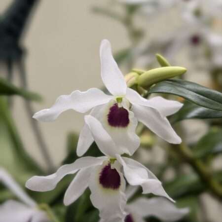 Dendrobium cassiope