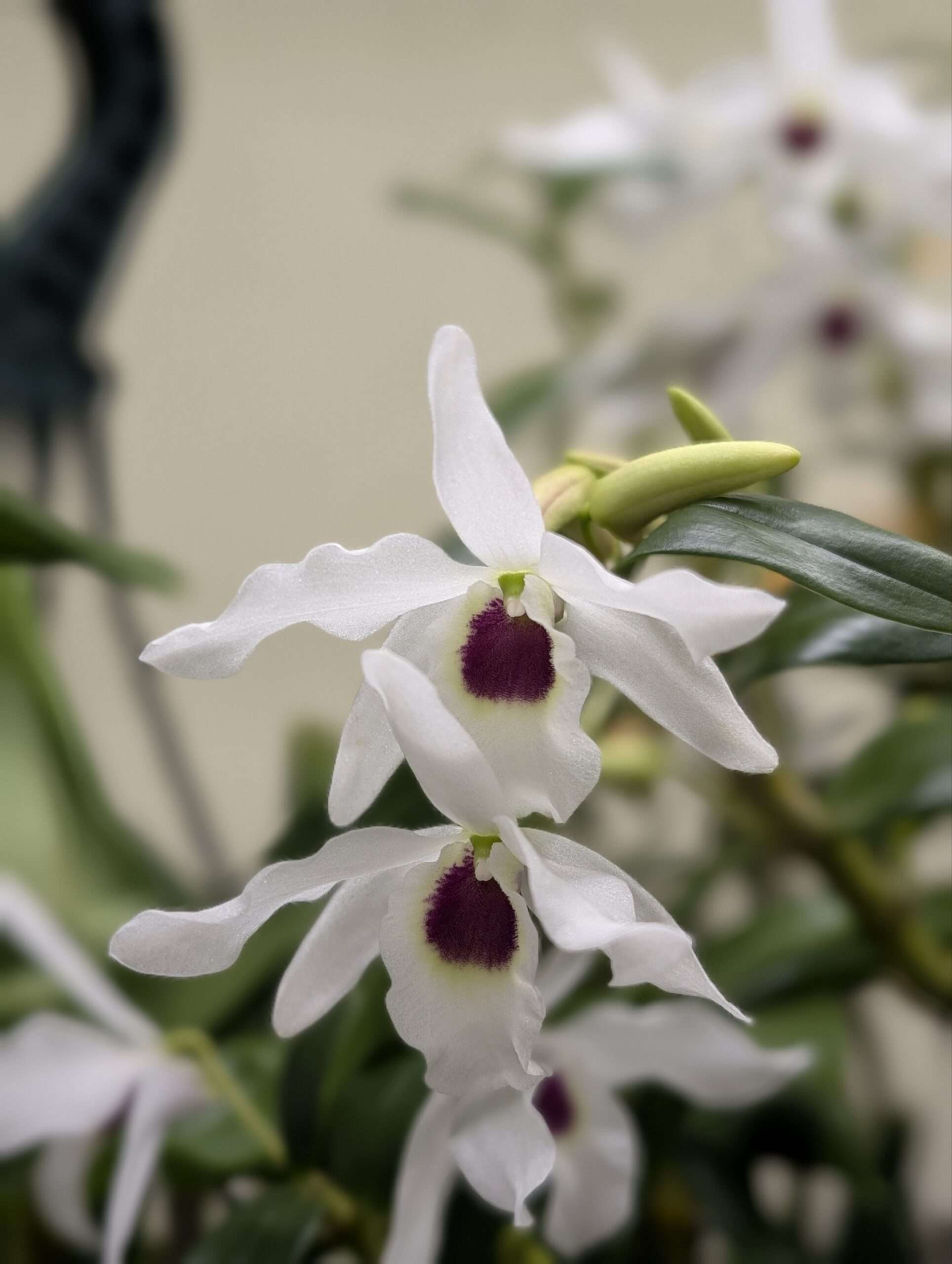 Dendrobium cassiope