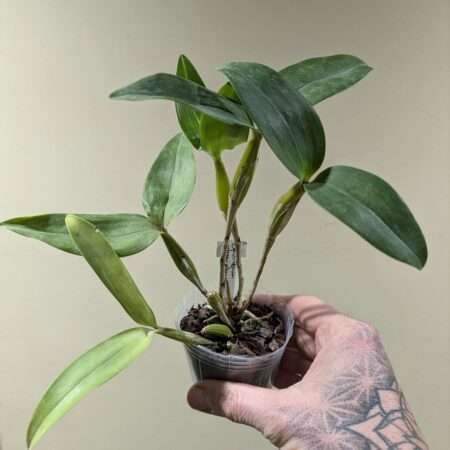 Dendrobium atroviolaceum