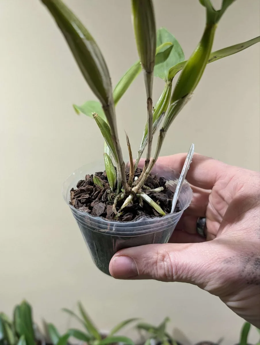 Dendrobium atroviolaceum - Image 2