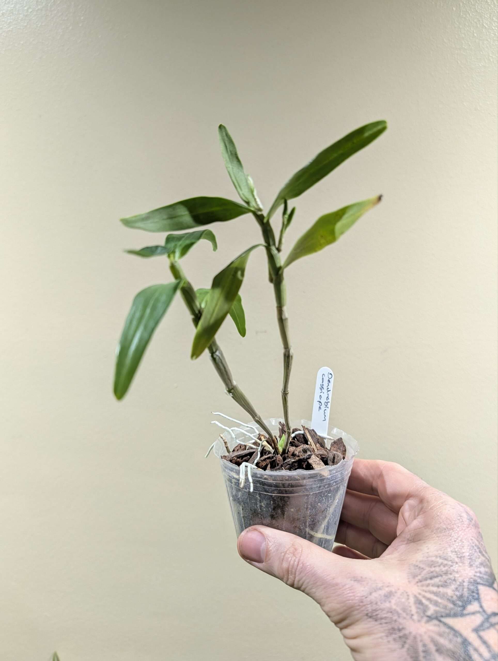 Dendrobium cassiope - Image 2