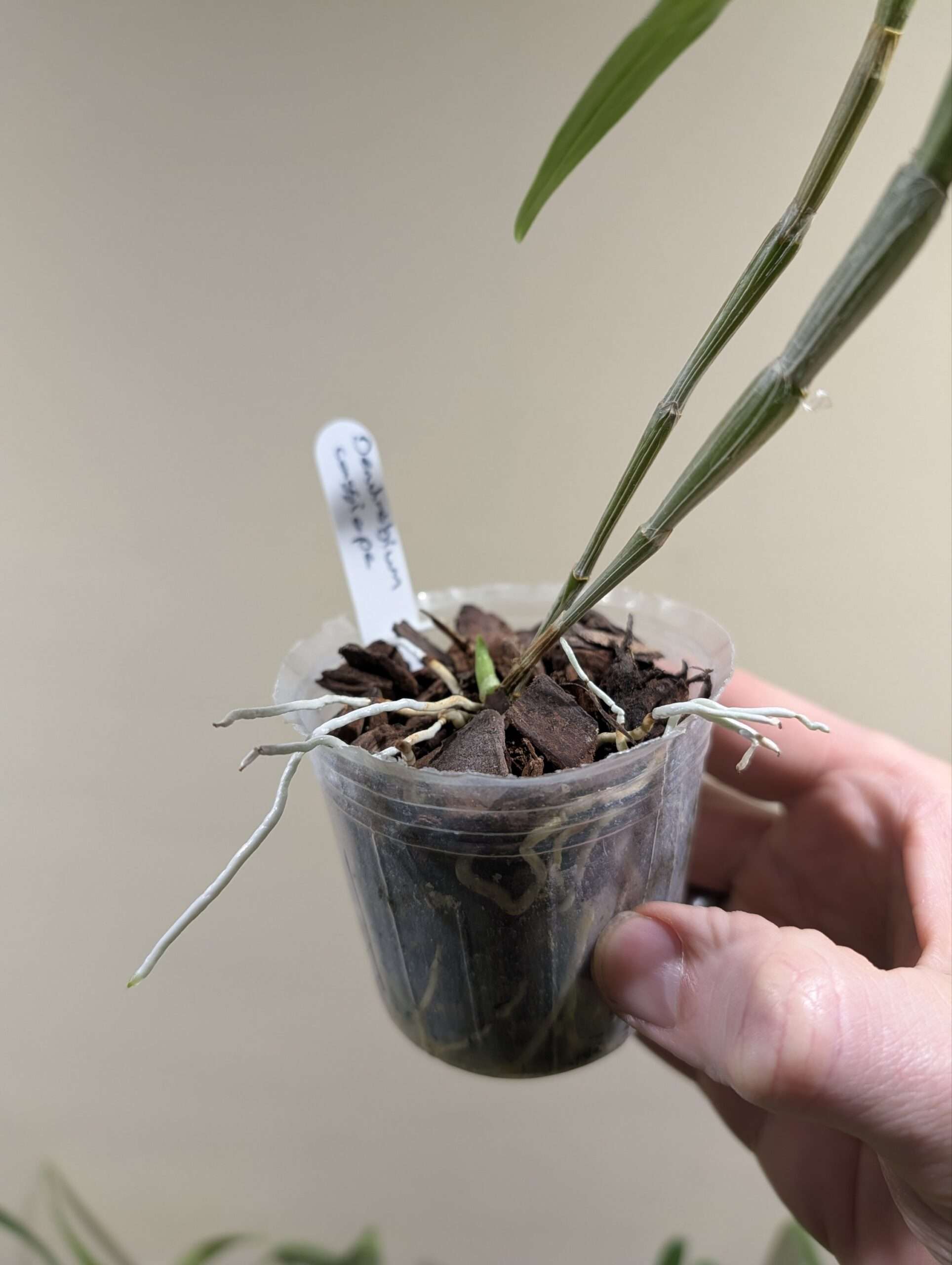 Dendrobium cassiope - Image 3