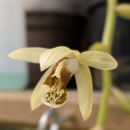 Coelogyne tomentosa 12cm