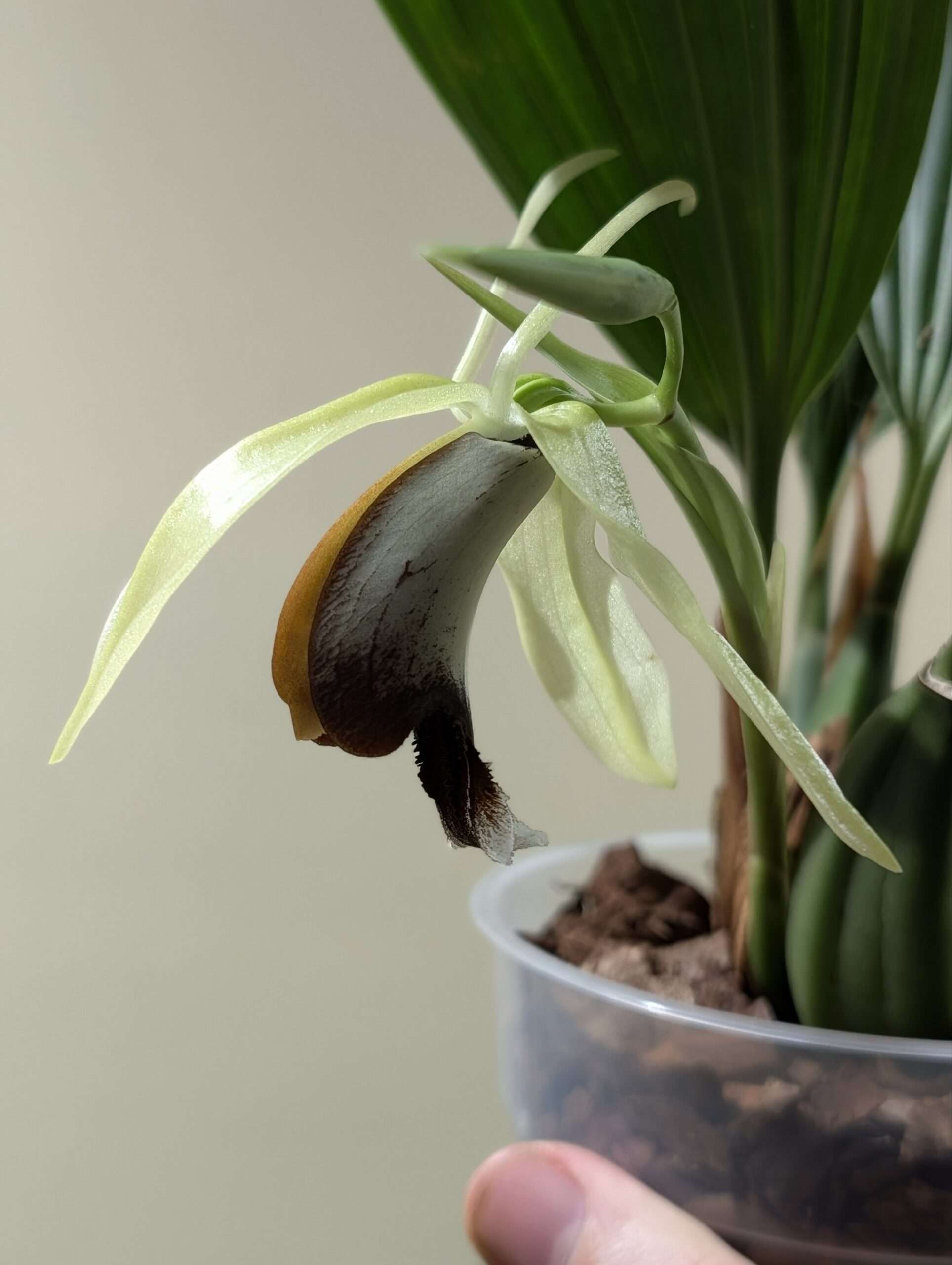 Coelogyne Lyme Bay 'Kev's Orchids' - Image 2