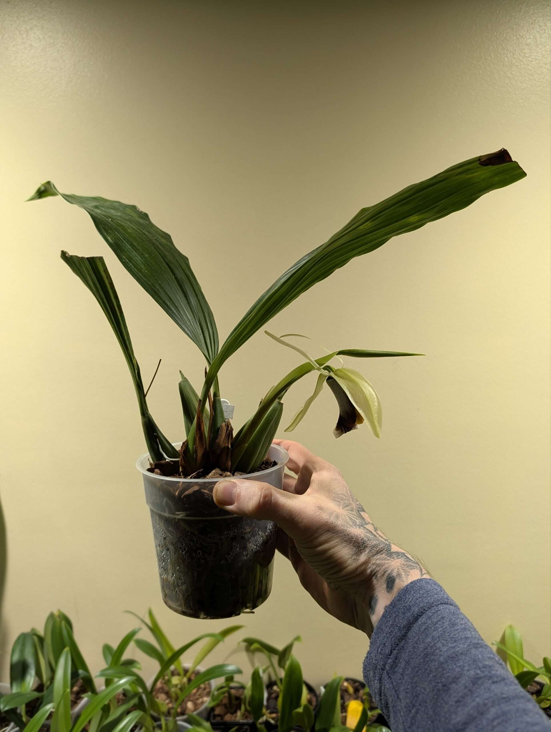 Coelogyne Lyme Bay 'Kev's Orchids' - Image 3