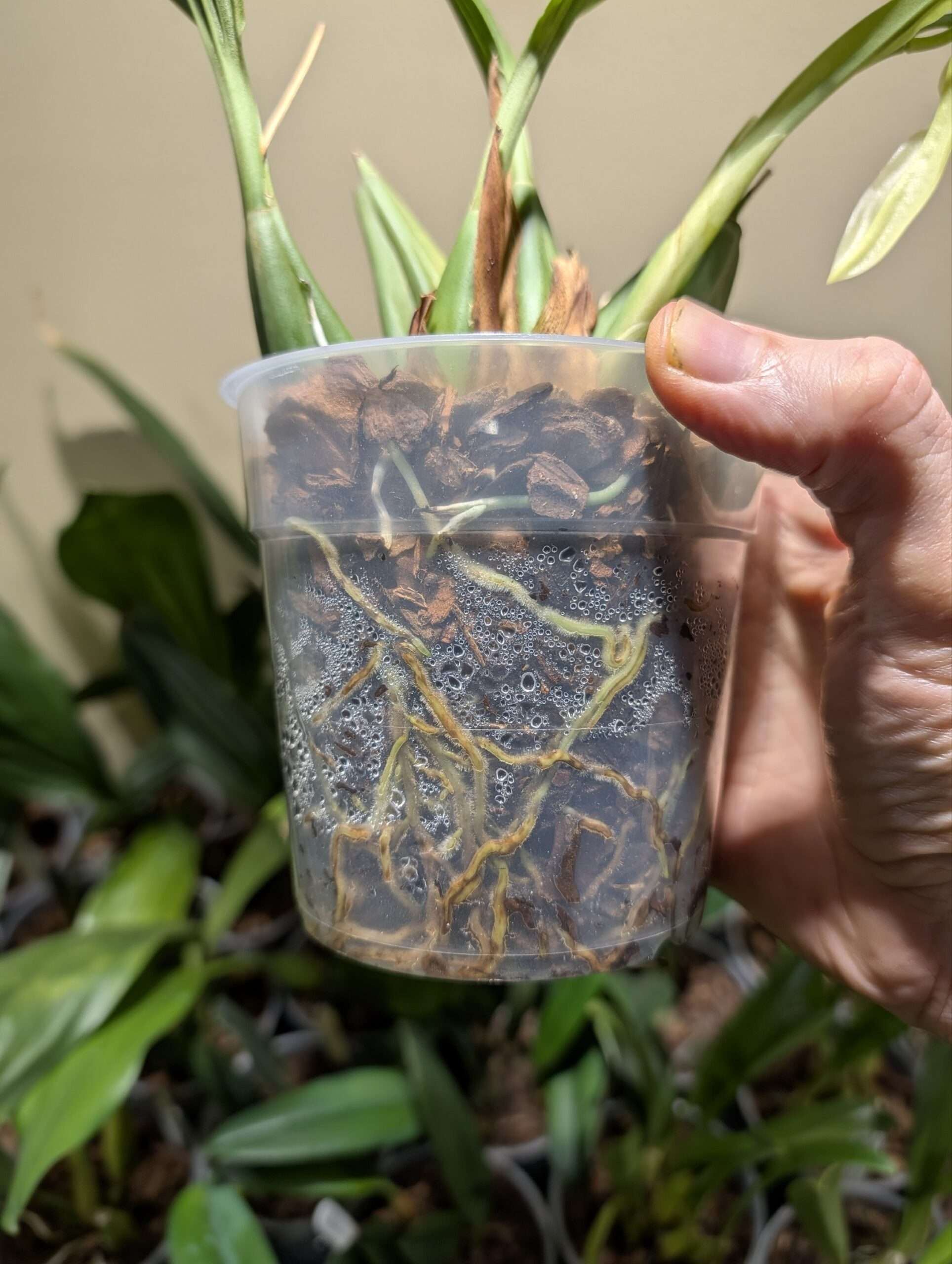 Coelogyne Lyme Bay 'Kev's Orchids' - Image 4