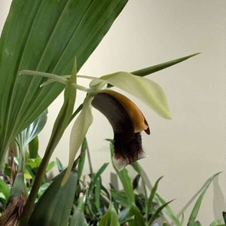 Coelogyne Lyme Bay 'Kev's Orchids'