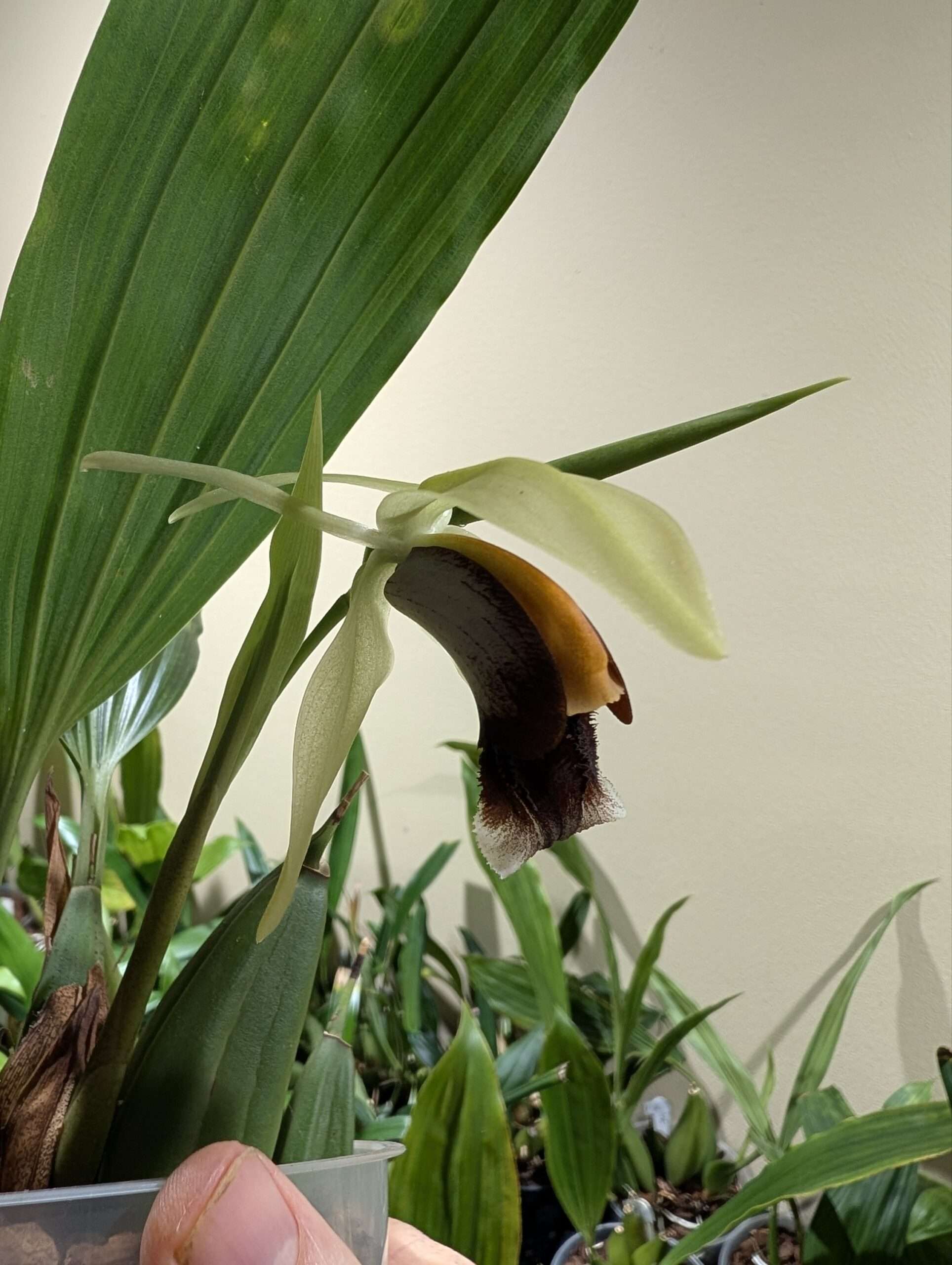 Coelogyne Lyme Bay 'Kev's Orchids'