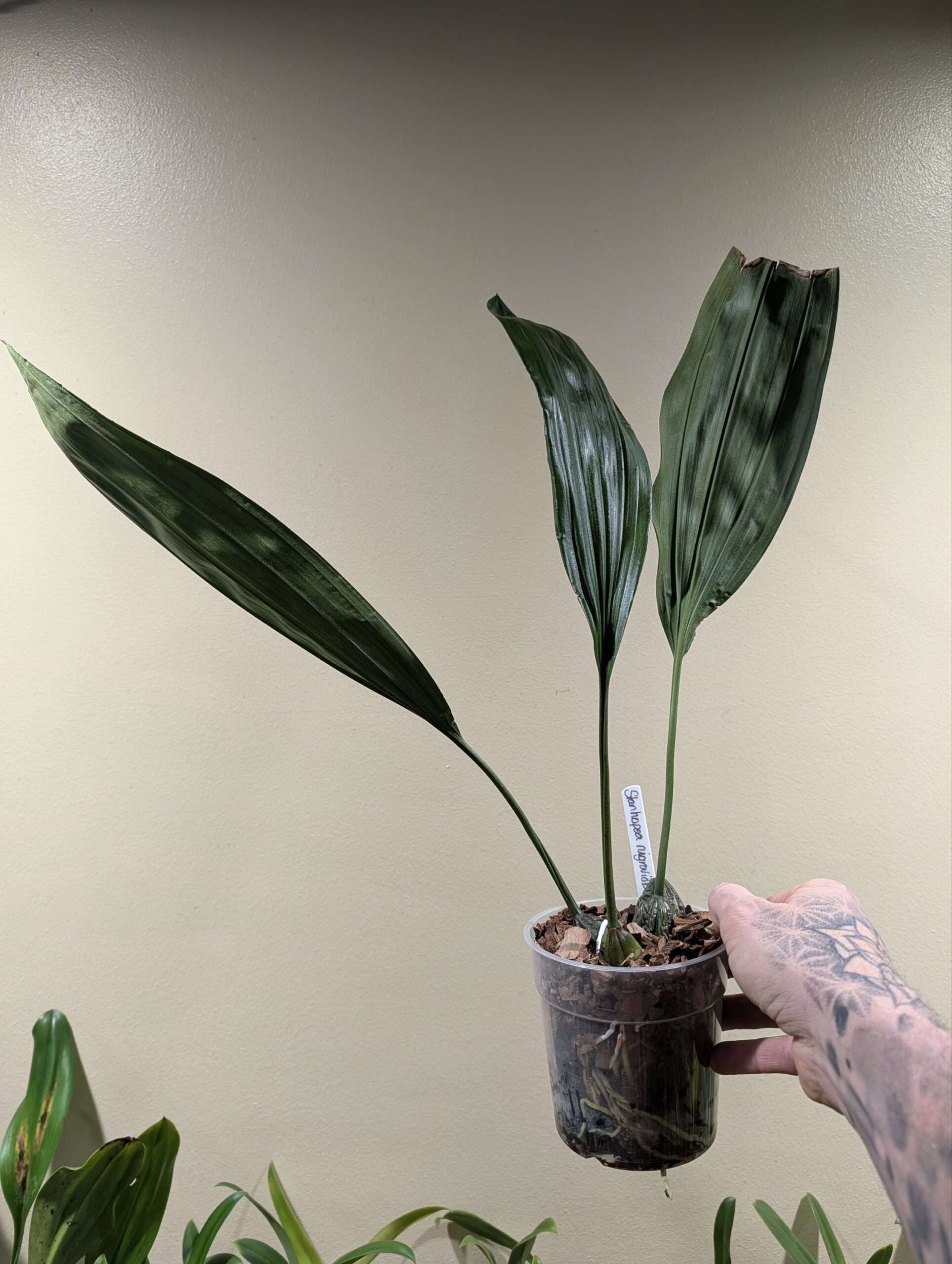 Stanhopea nigroviolacea 12cm - Image 2