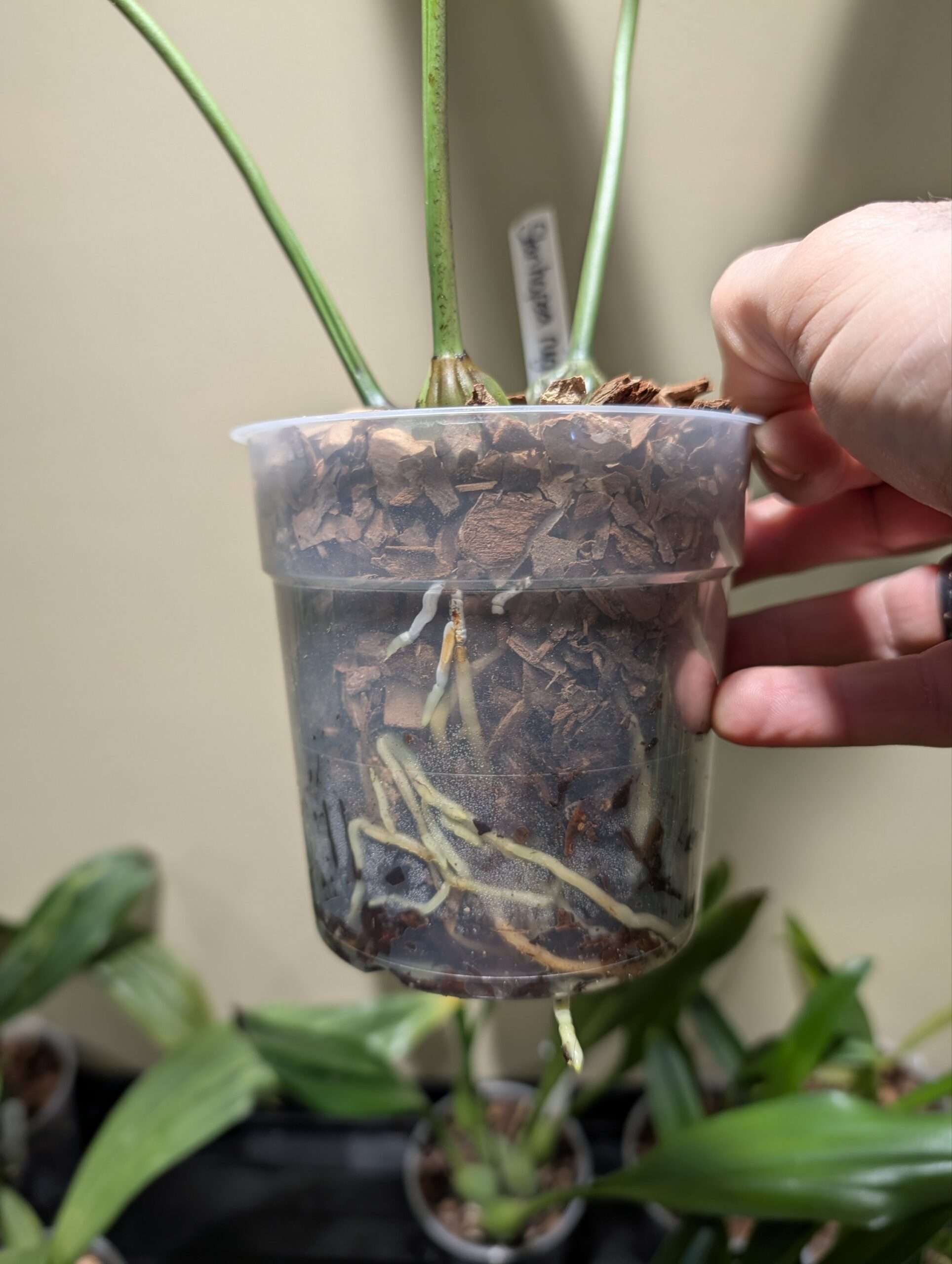 Stanhopea nigroviolacea 12cm - Image 3