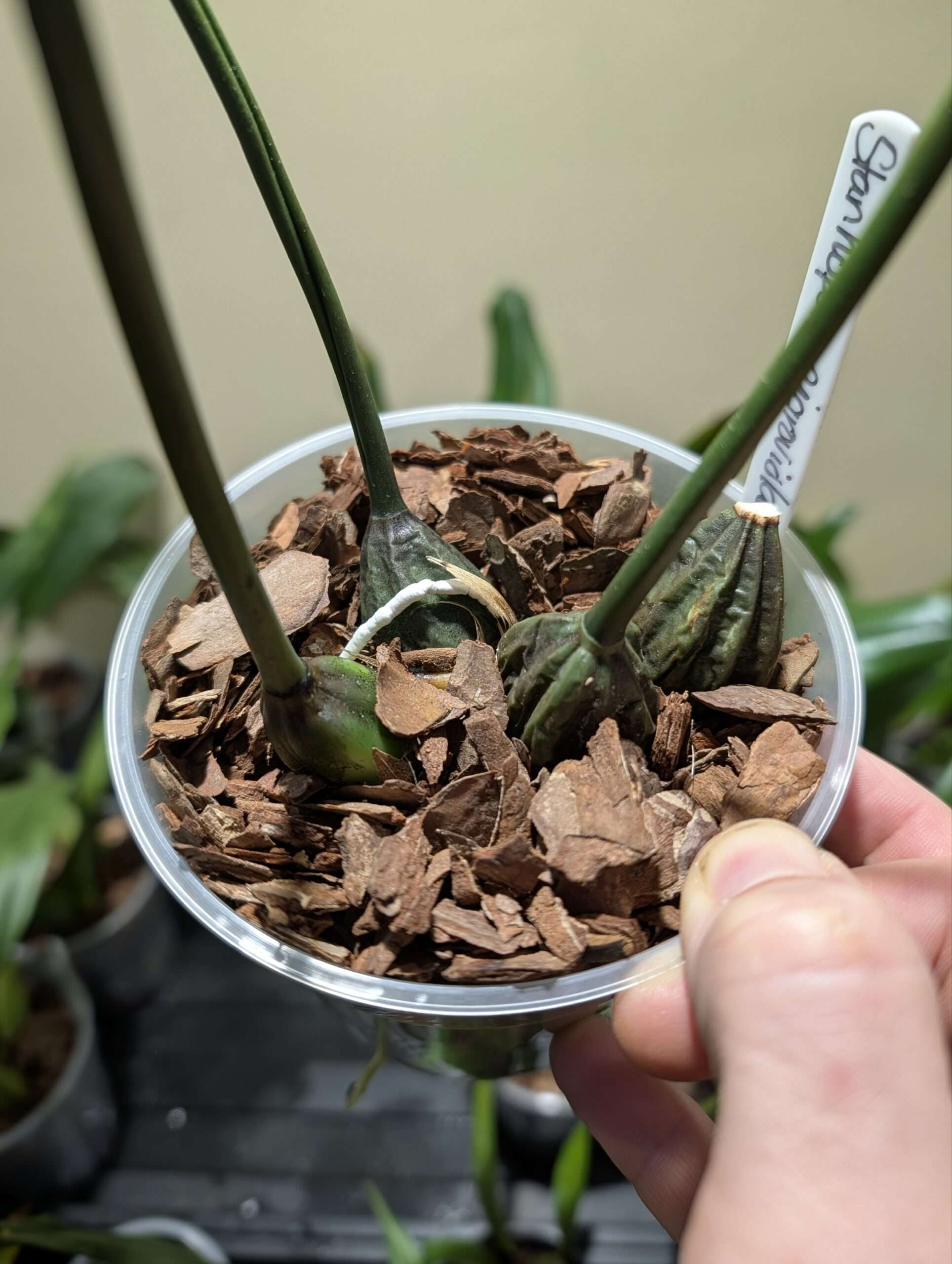 Stanhopea nigroviolacea 12cm - Image 4