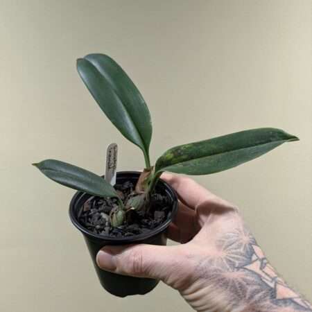 Bulbophyllum levanae 9cm