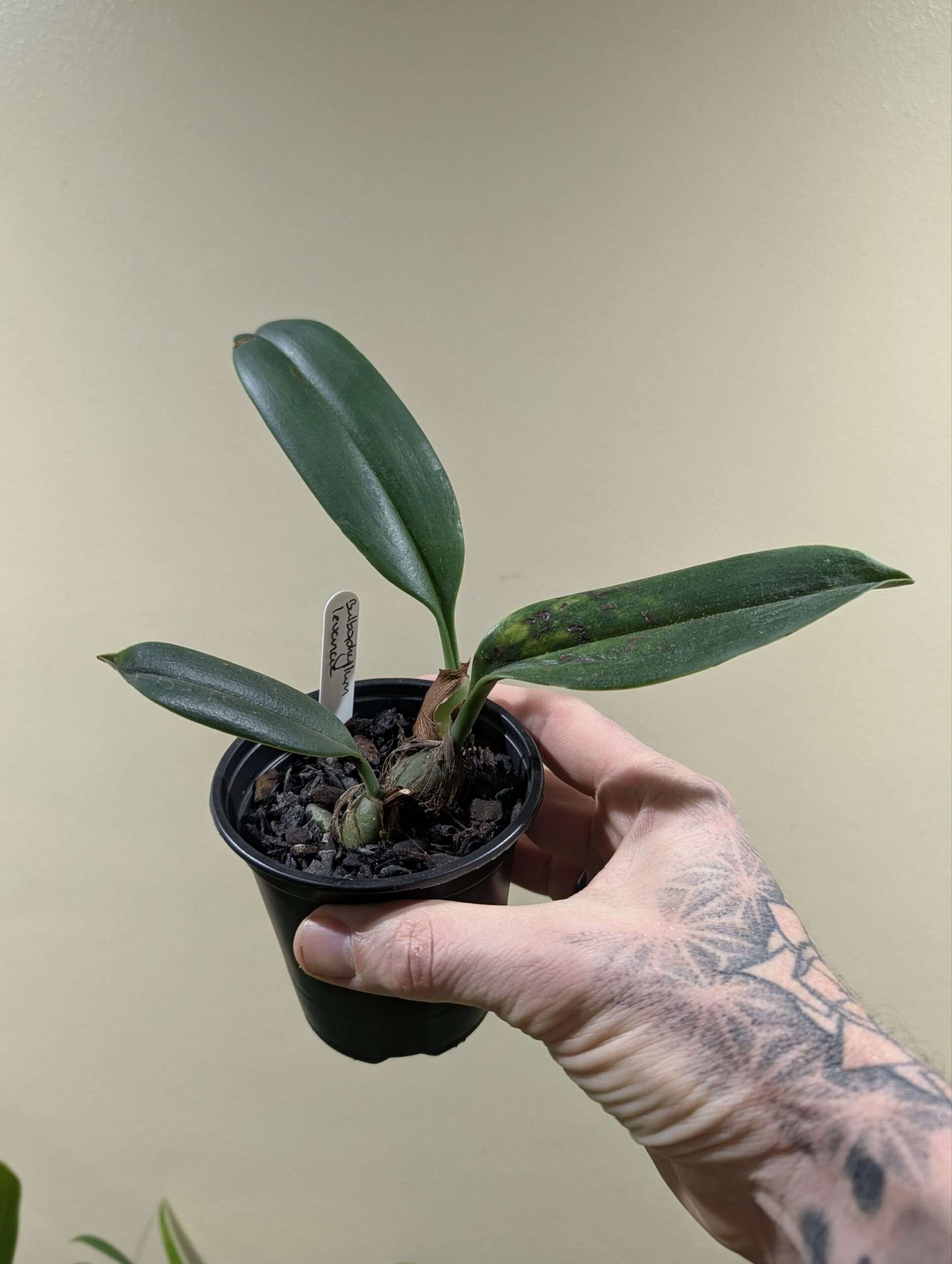 Bulbophyllum levanae 9cm