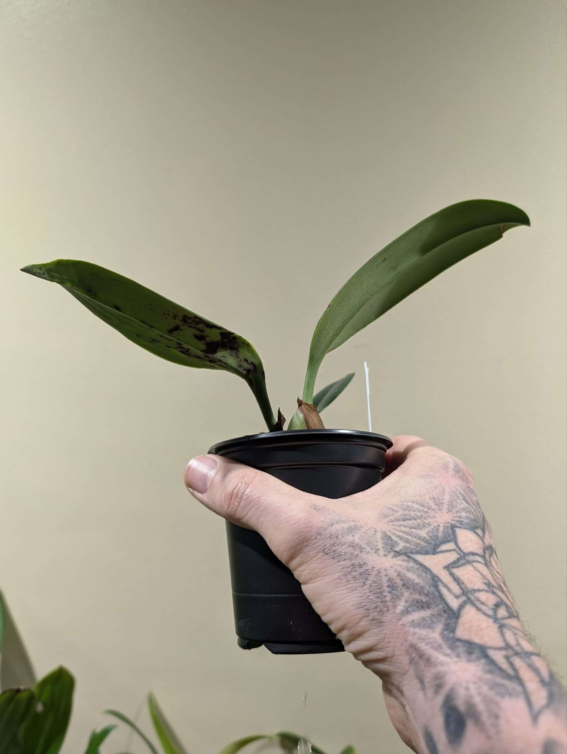 Bulbophyllum levanae 9cm - Image 2