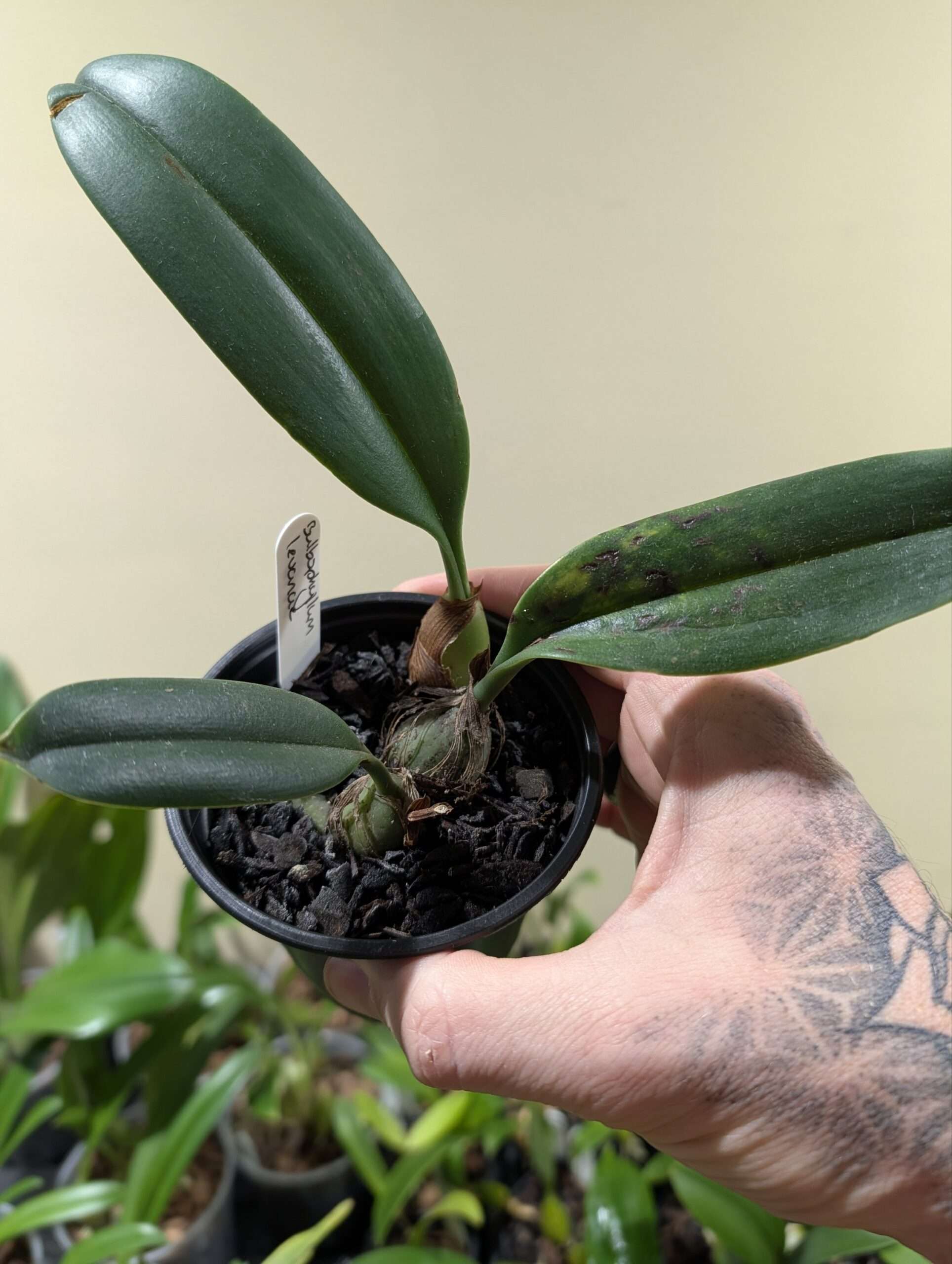 Bulbophyllum levanae 9cm - Image 3