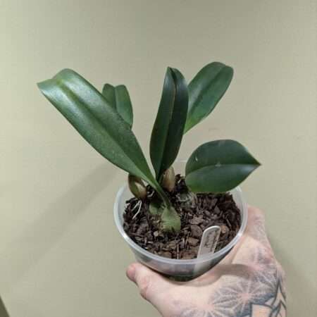 Bulbophyllum levanae 12cm