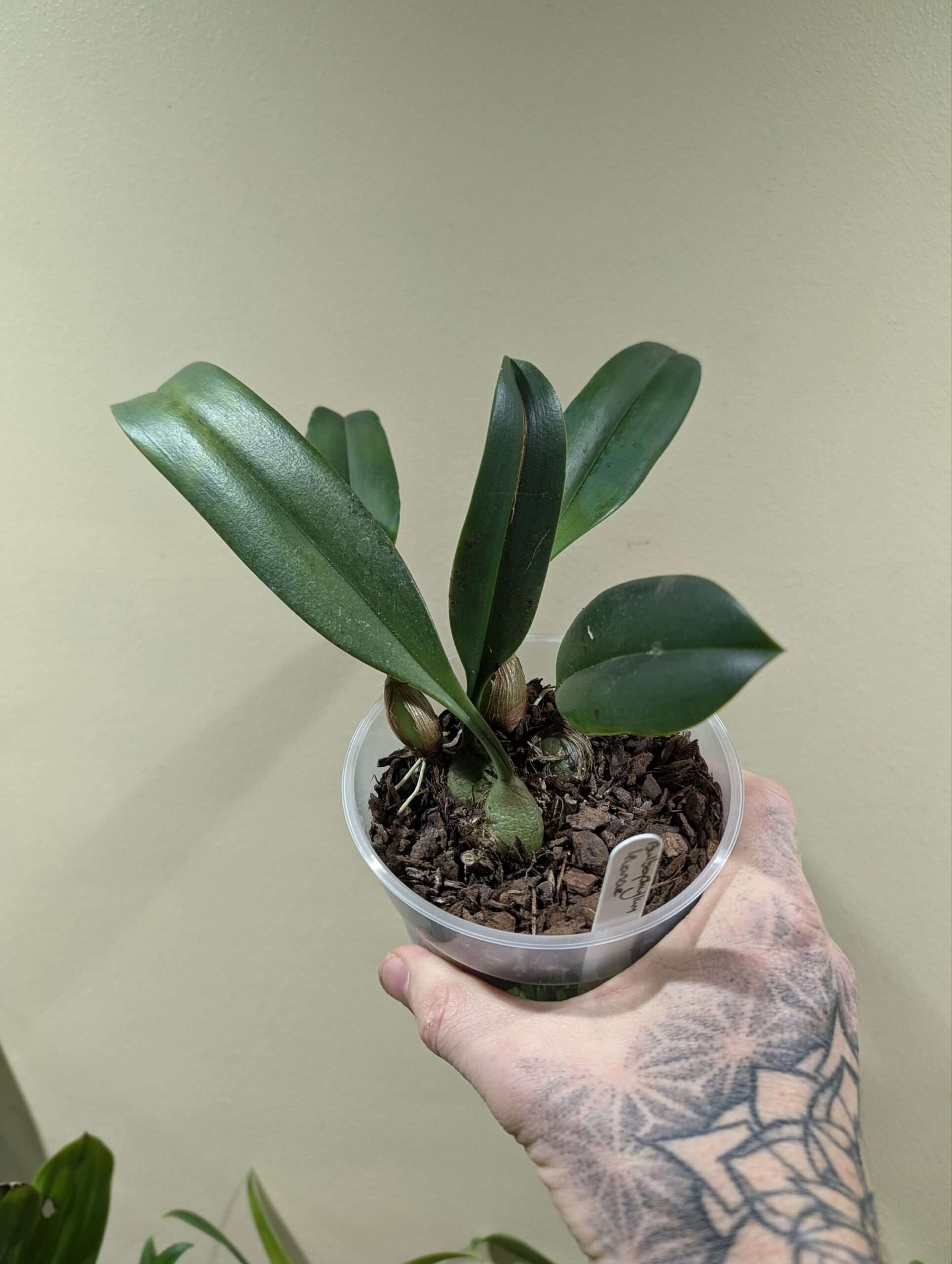 Bulbophyllum levanae 12cm