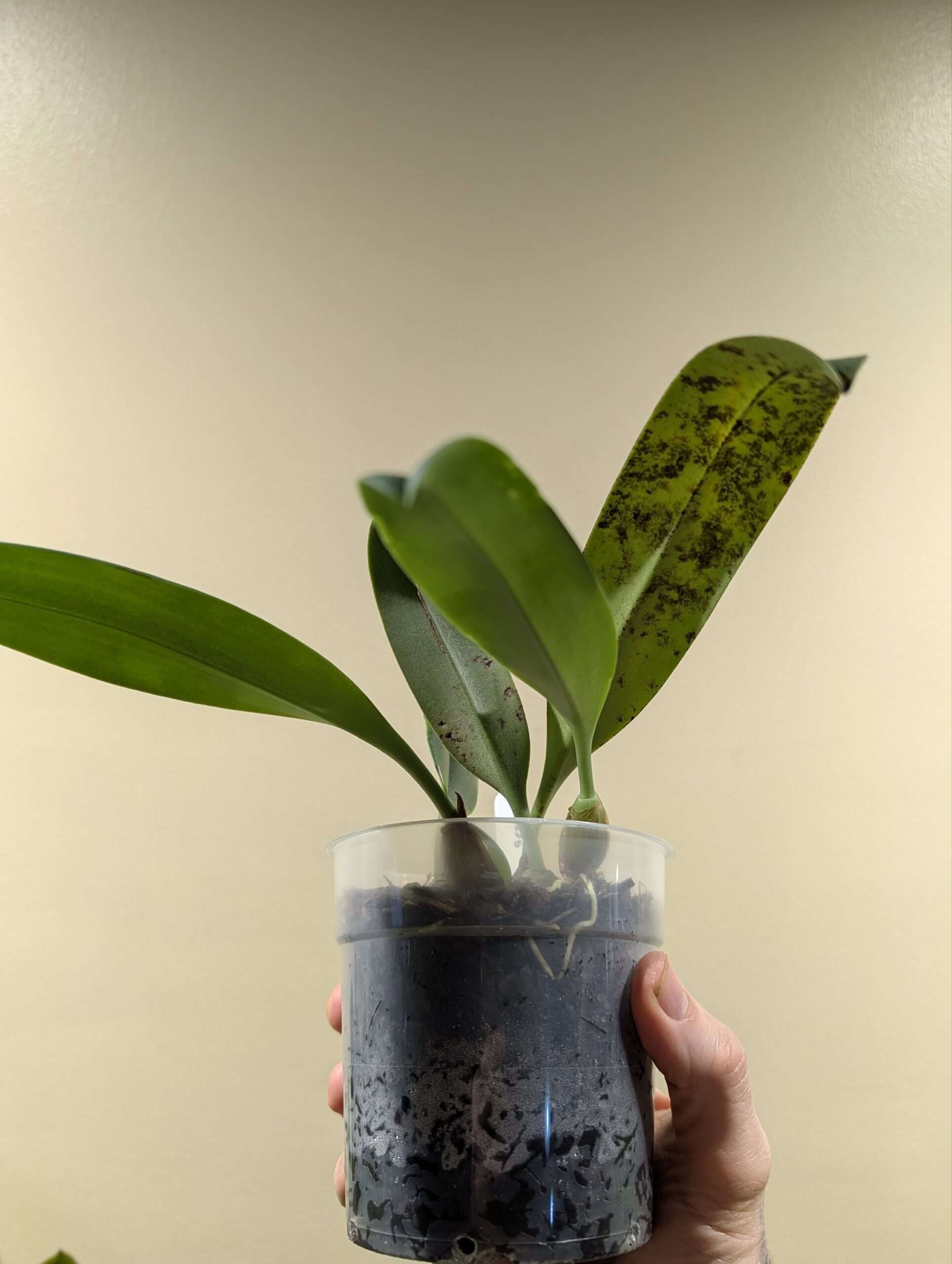 Bulbophyllum levanae 12cm - Image 2