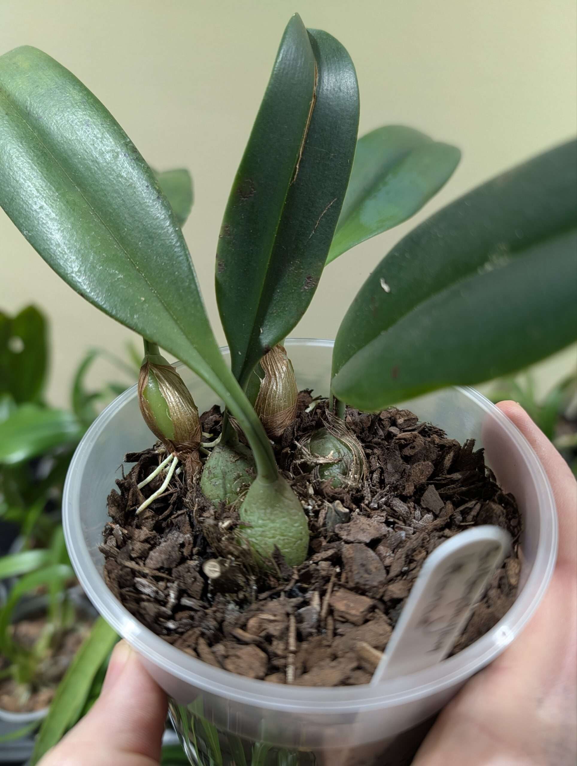 Bulbophyllum levanae 12cm - Image 3