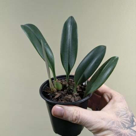 Bulbophyllum nymphopolitanum 9cm