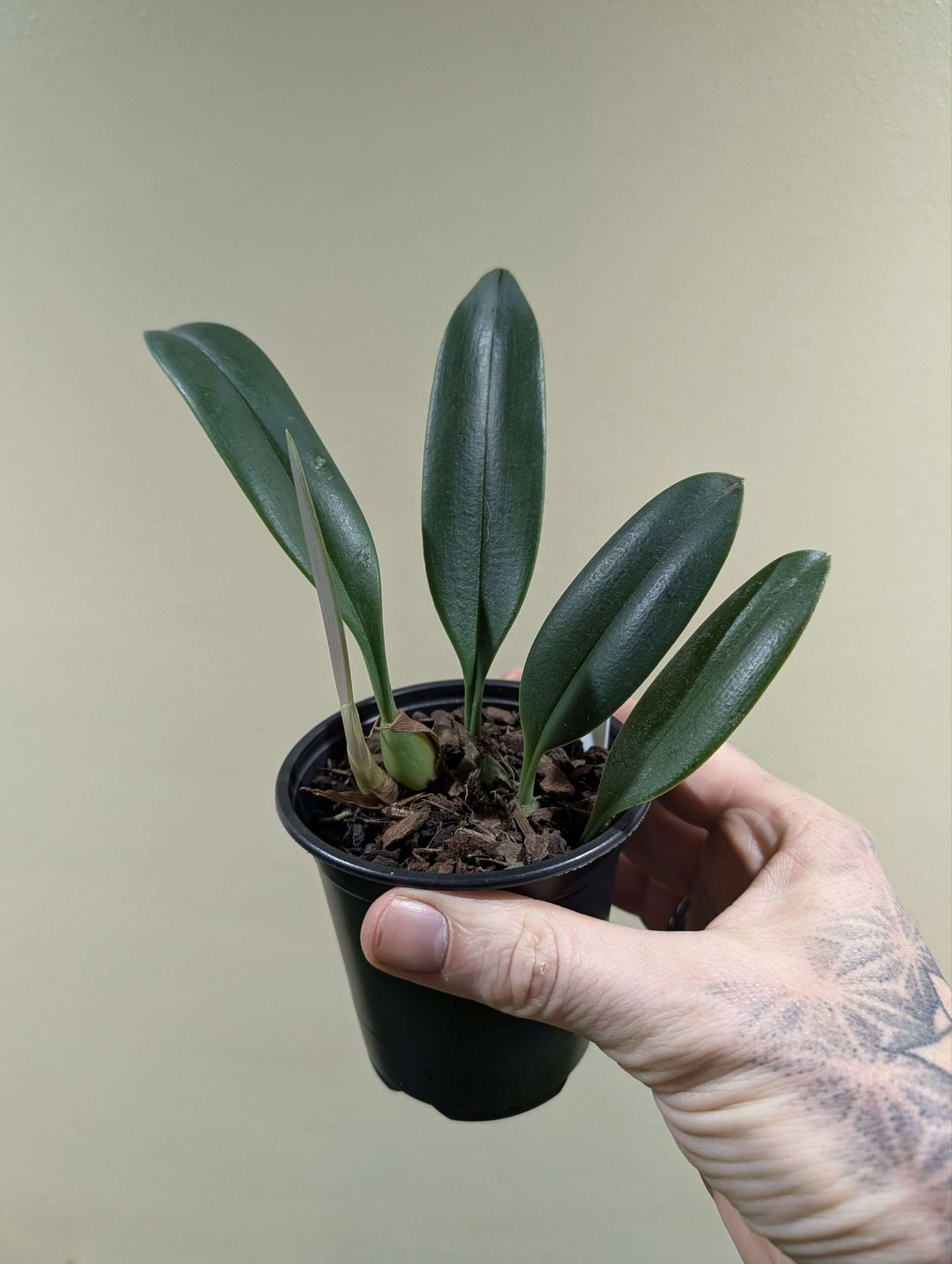 Bulbophyllum nymphopolitanum 9cm