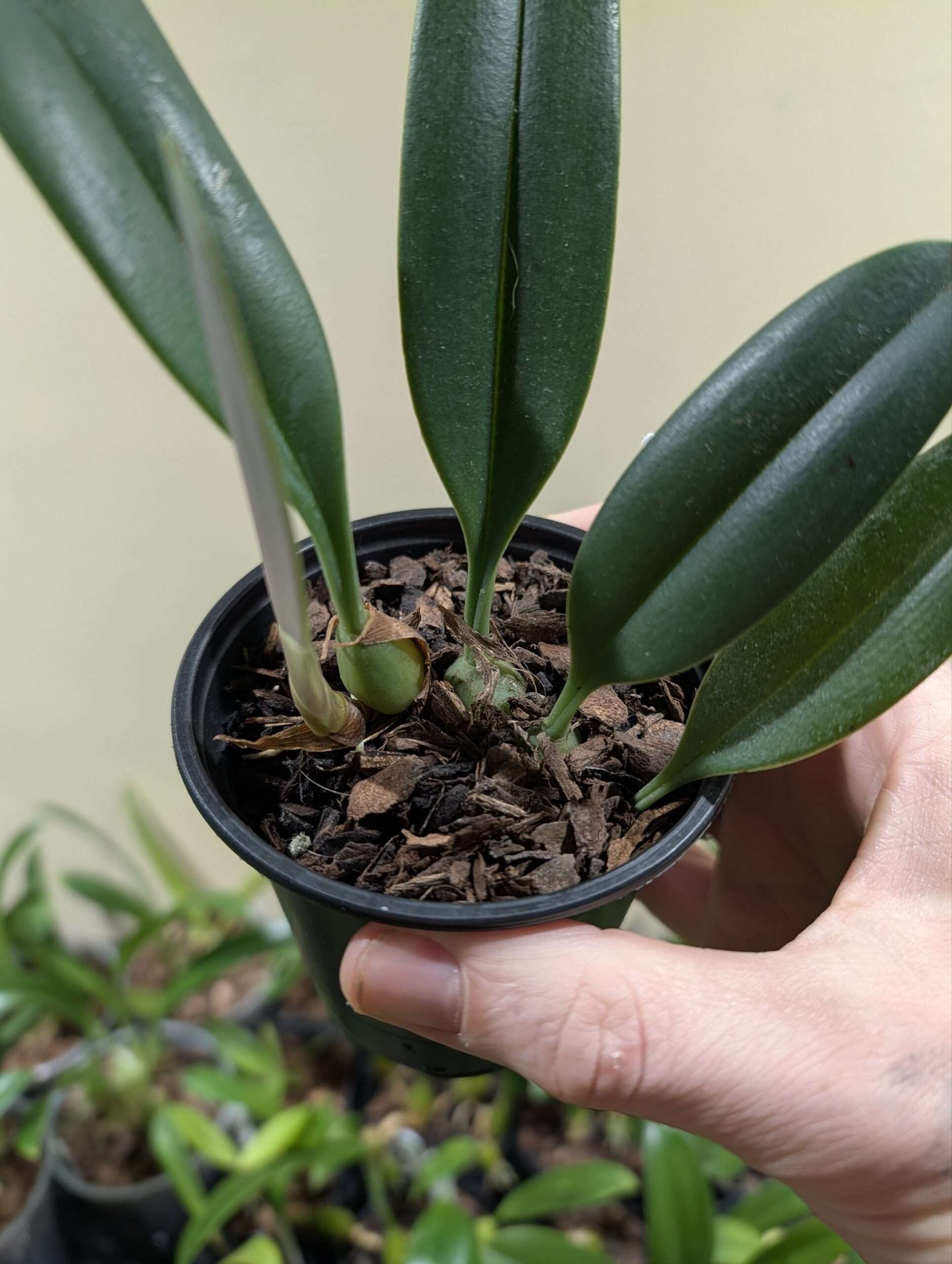 Bulbophyllum nymphopolitanum 9cm - Image 3