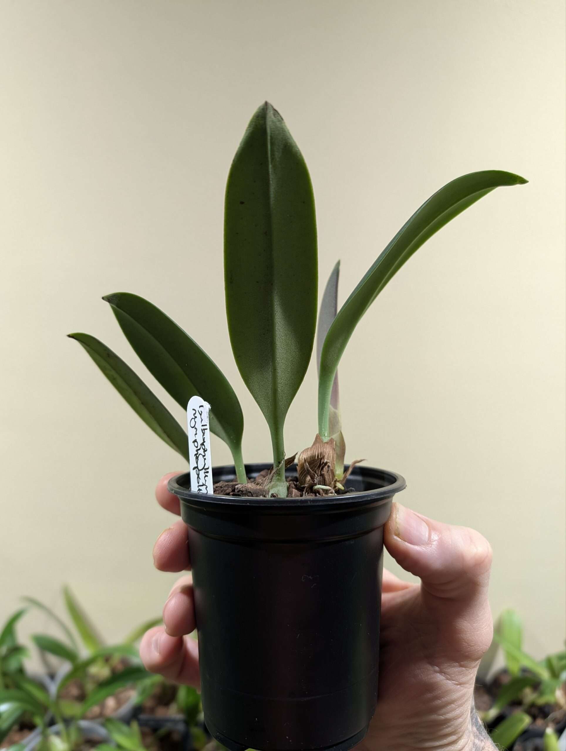 Bulbophyllum nymphopolitanum 9cm - Image 2