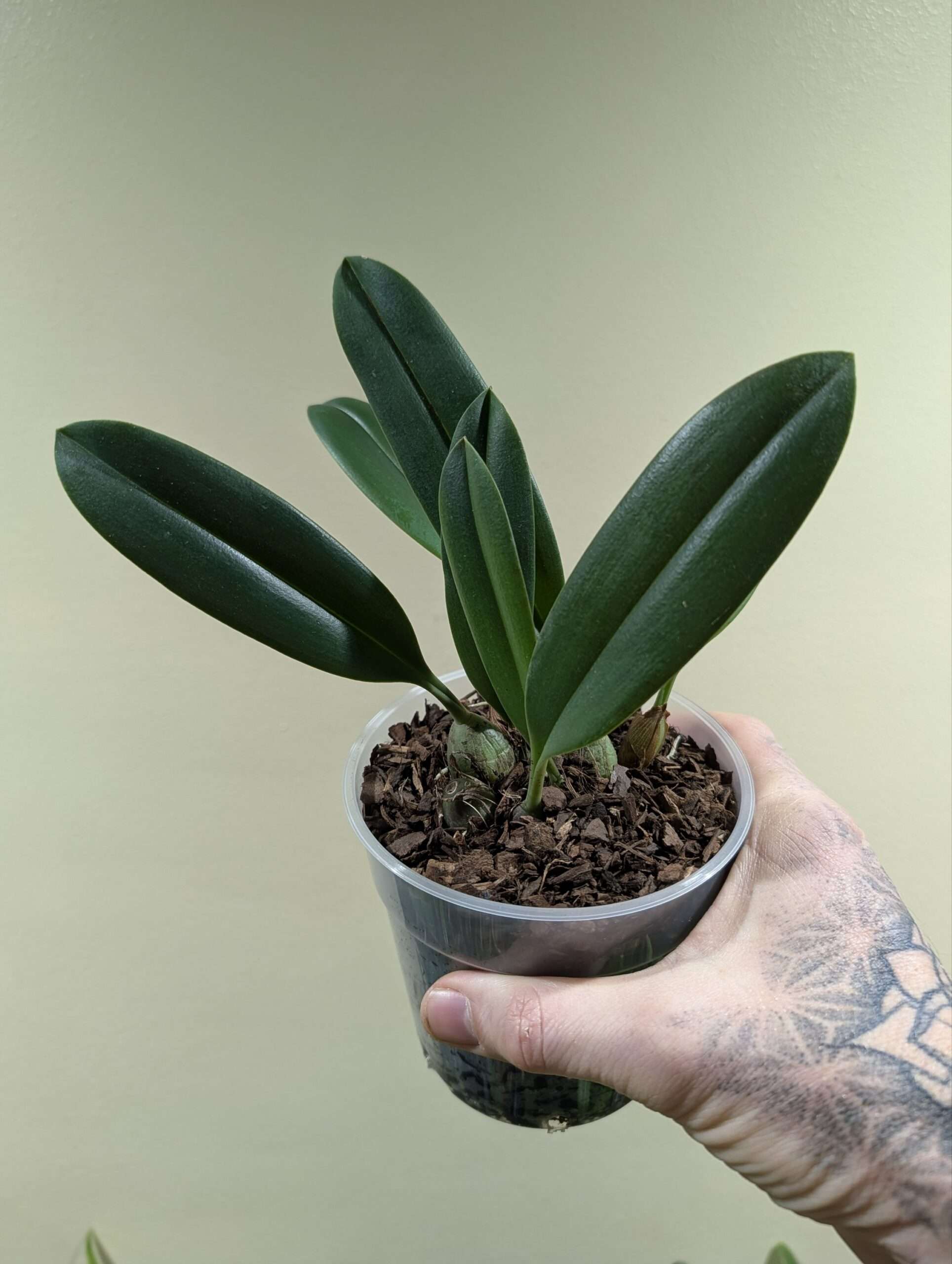 Bulbophyllum nymphopolitanum 12cm - Image 3