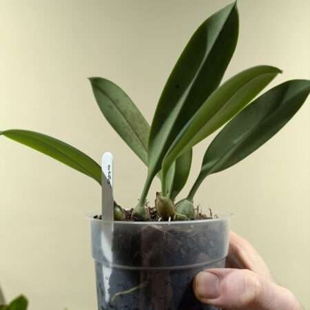 Bulbophyllum nymphopolitanum 12cm