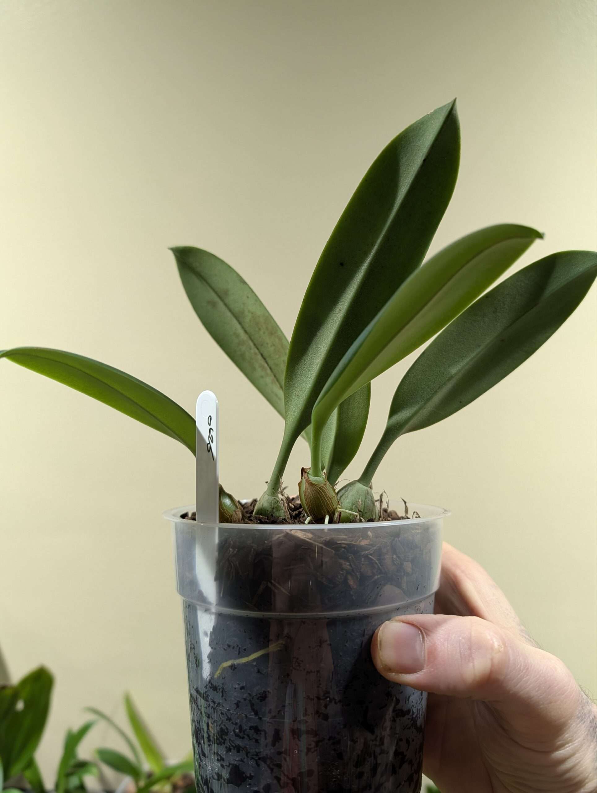 Bulbophyllum nymphopolitanum 12cm
