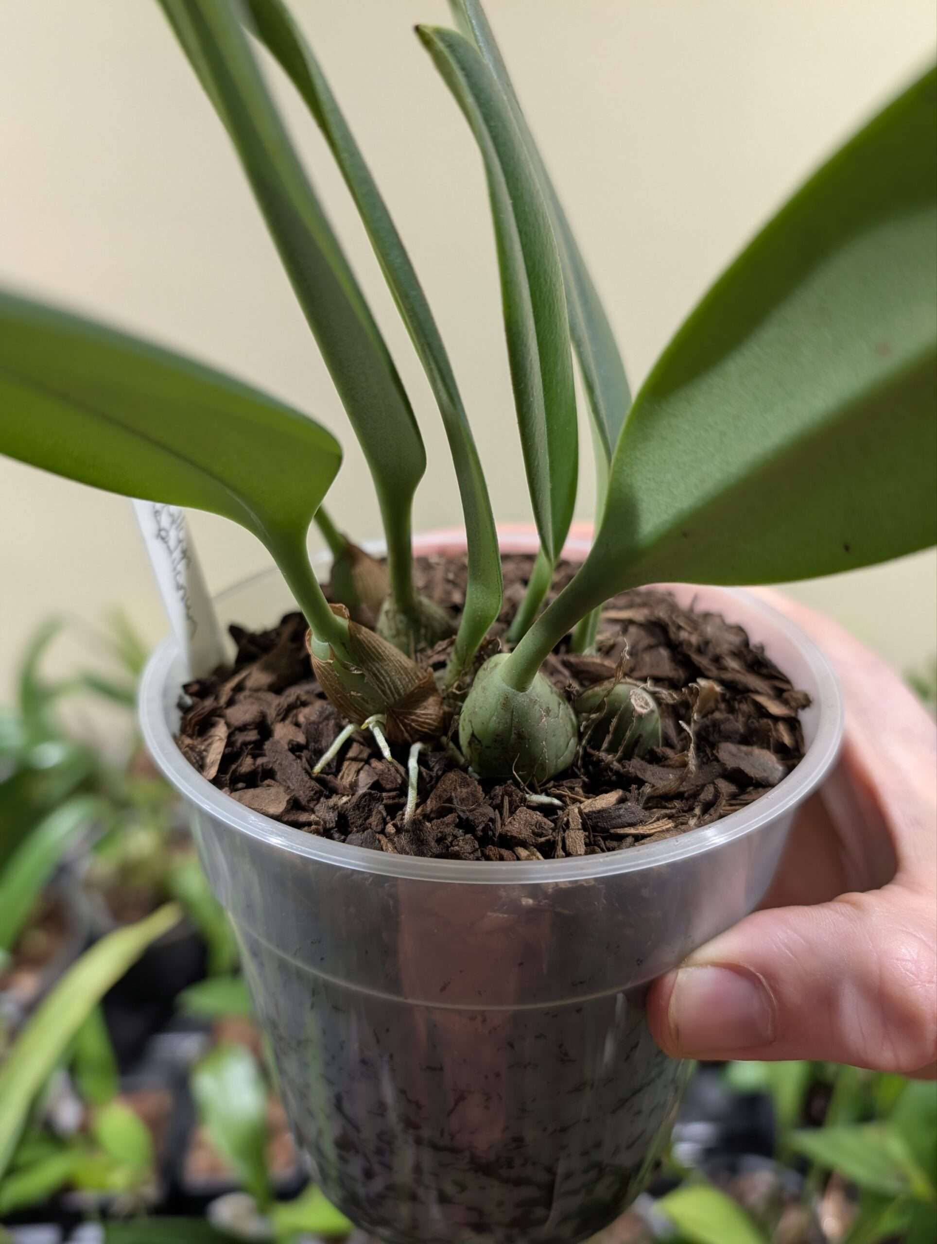 Bulbophyllum nymphopolitanum 12cm - Image 2