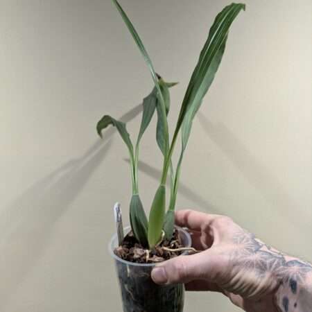 Coelogyne salvaneraniana