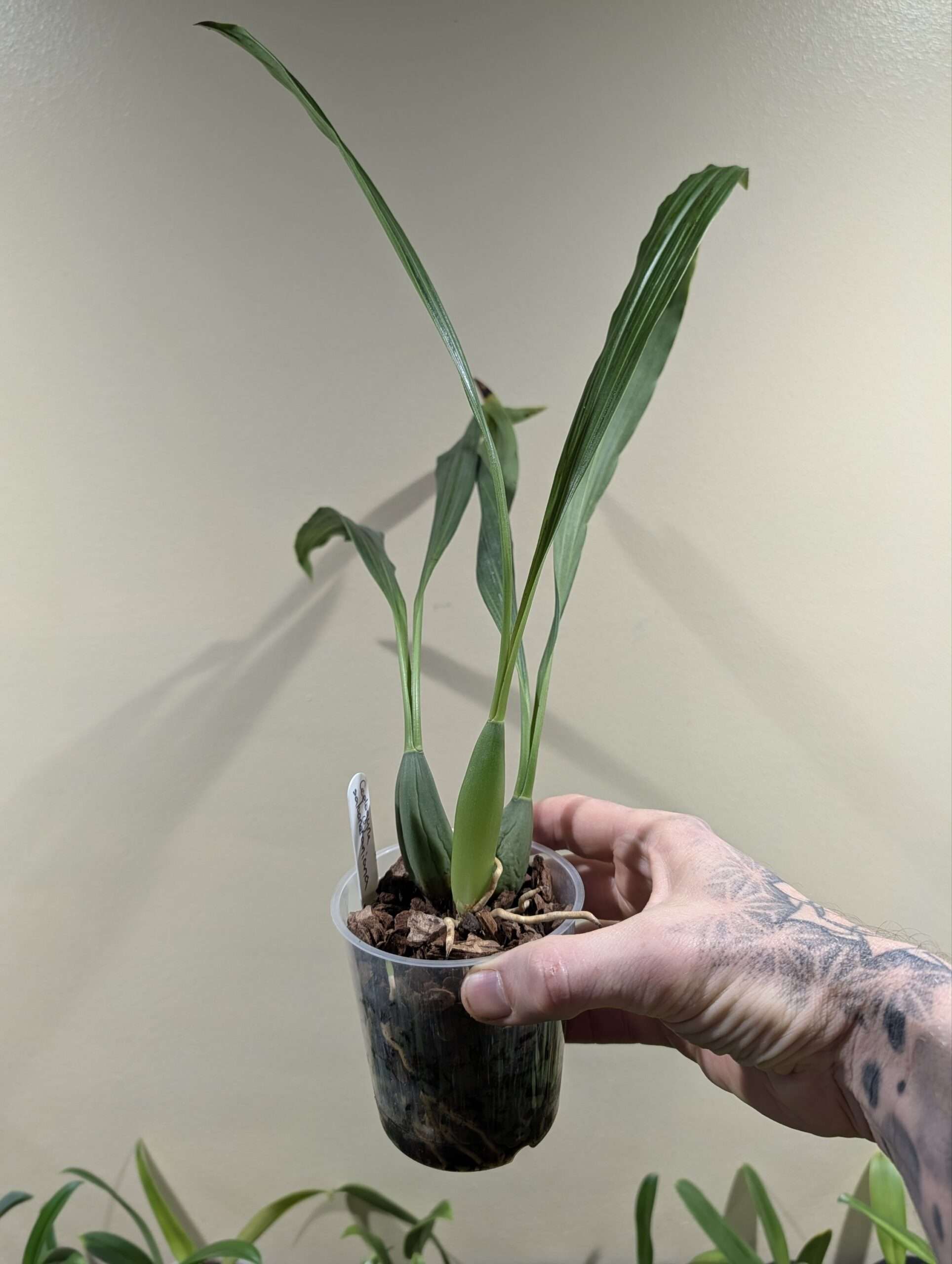 Coelogyne salvaneraniana