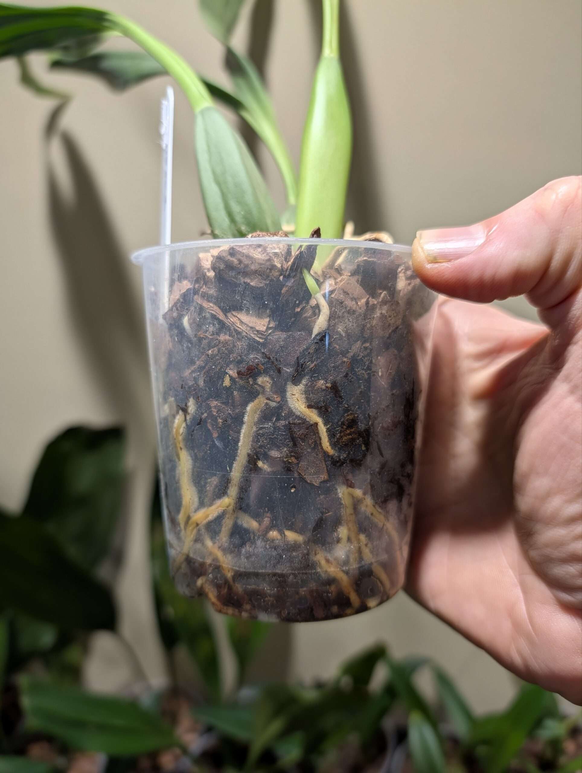 Coelogyne salvaneraniana - Image 2