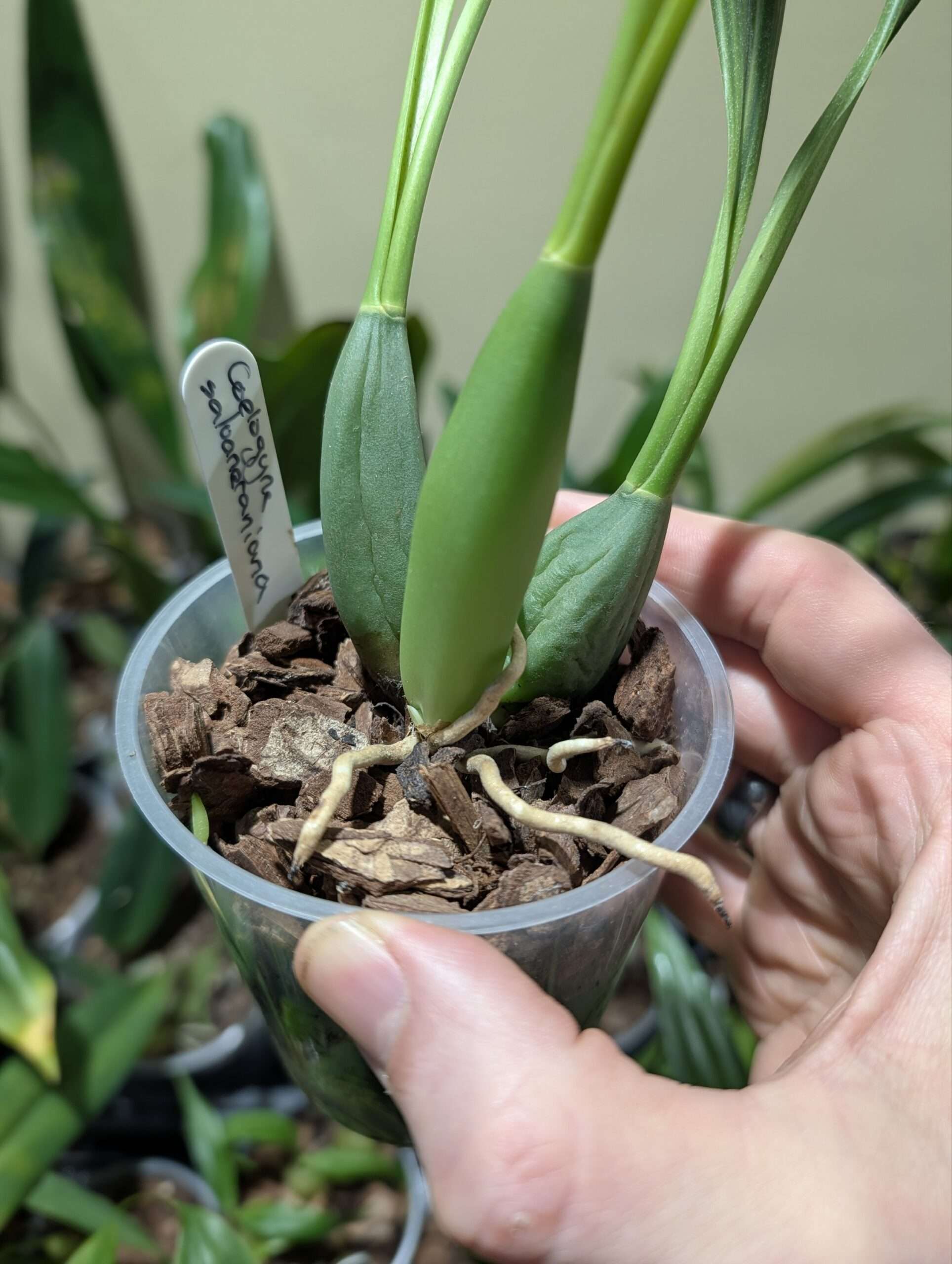Coelogyne salvaneraniana - Image 3