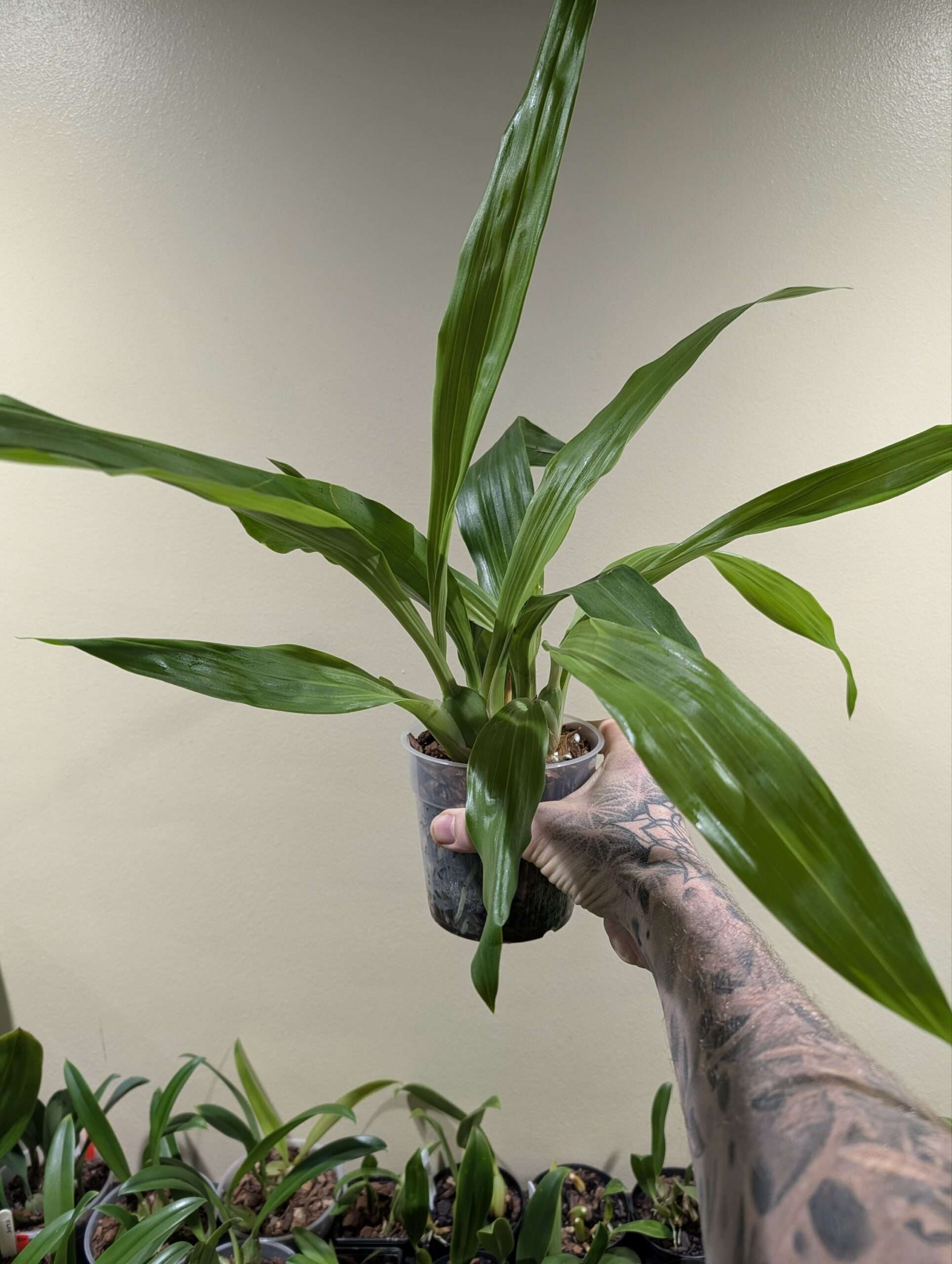 Zygopetalum Louisendorf - Image 3