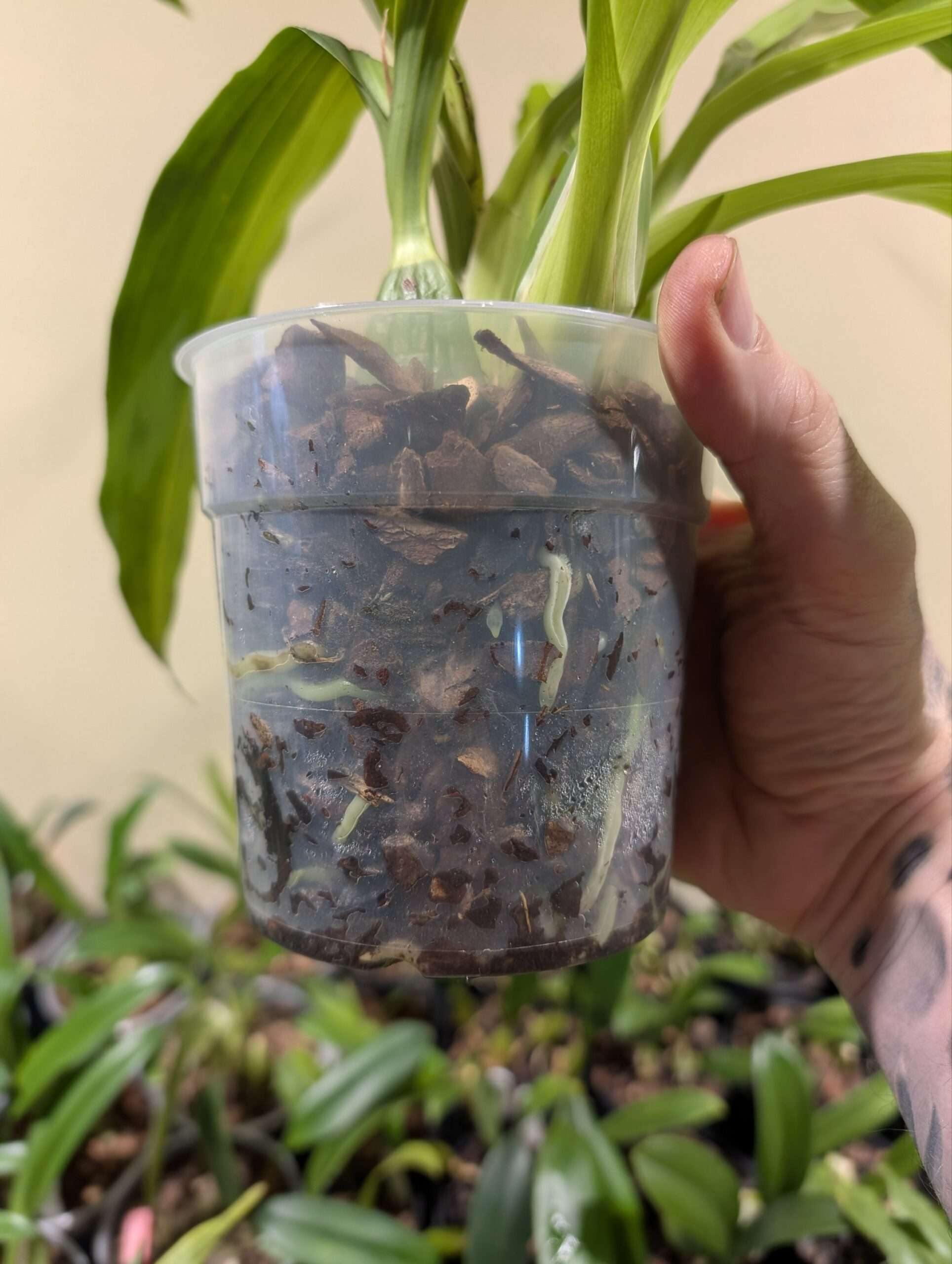 Zygopetalum Louisendorf - Image 4