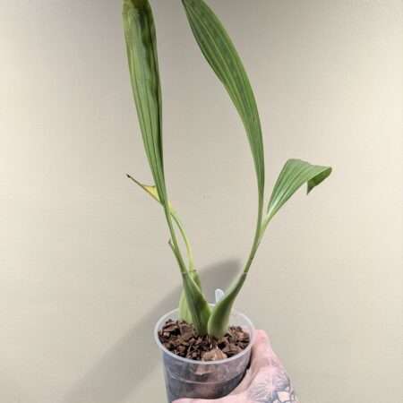 Coelogyne Green Dragon 'Chelsea'