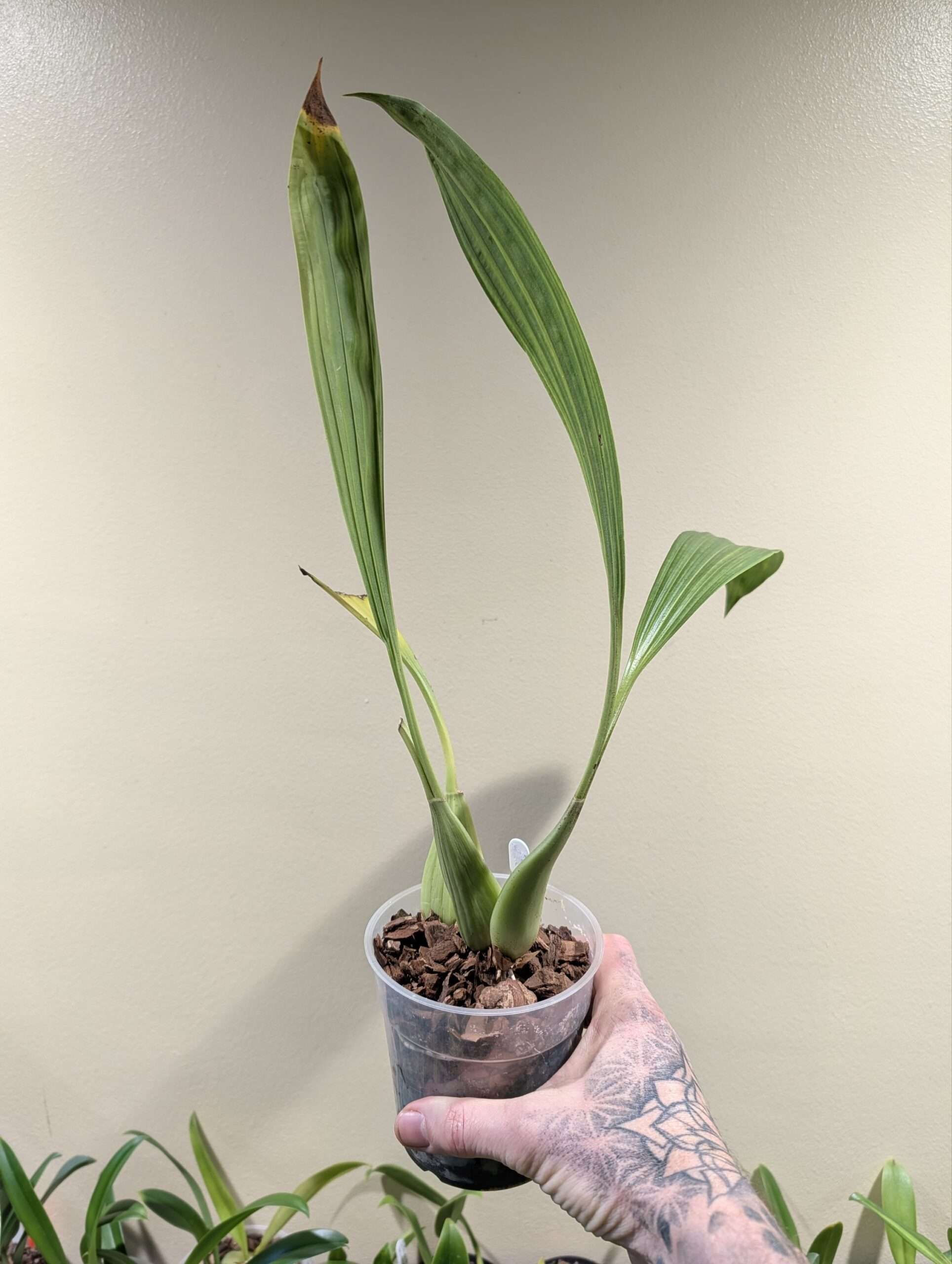 Coelogyne Green Dragon 'Chelsea'