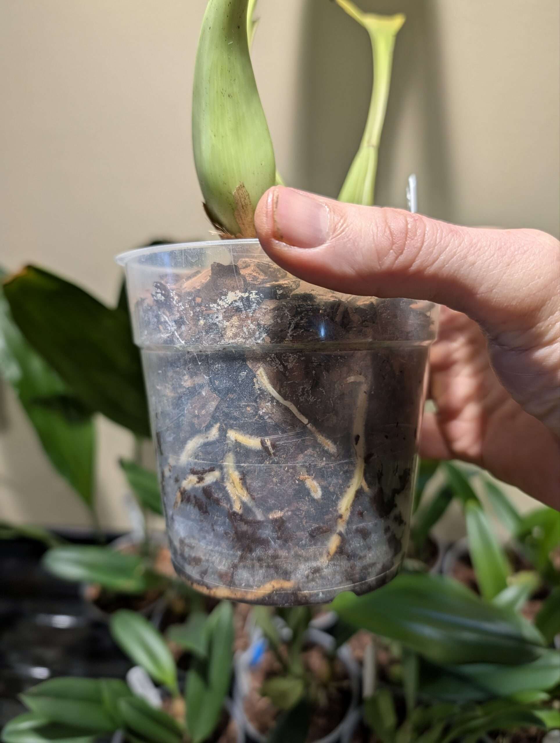 Coelogyne Green Dragon 'Chelsea' - Image 2